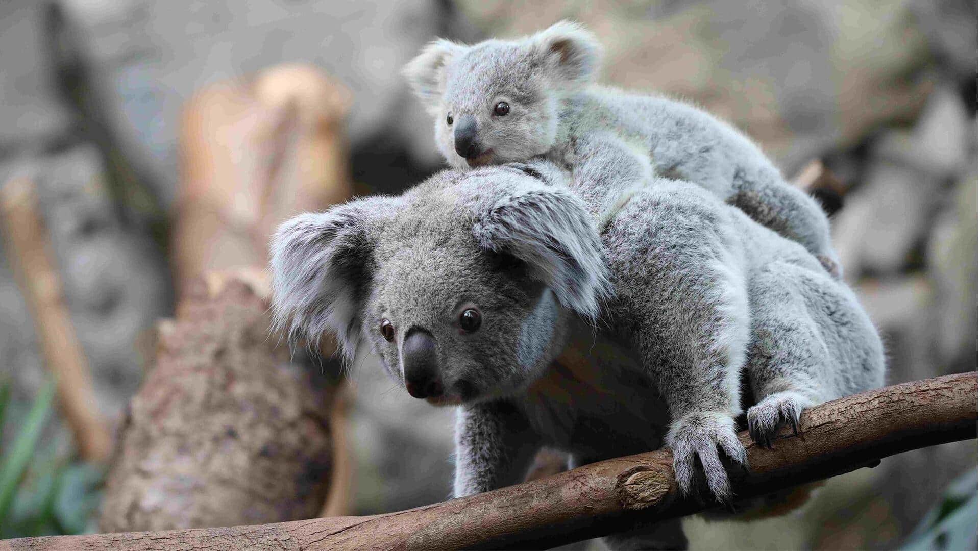 Fakta Menarik tentang Koala dan Kebiasaan Sosialnya Fakta Menarik tentang Koala dan Kebiasaan Sosialnya