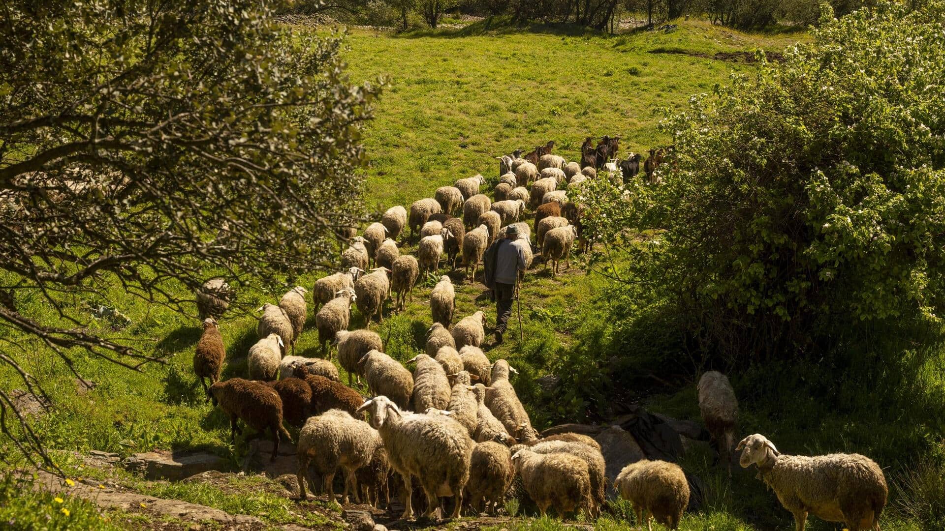 Lima Rute Migrasi Domba dari Zaman Dahulu yang Masih Digunakan