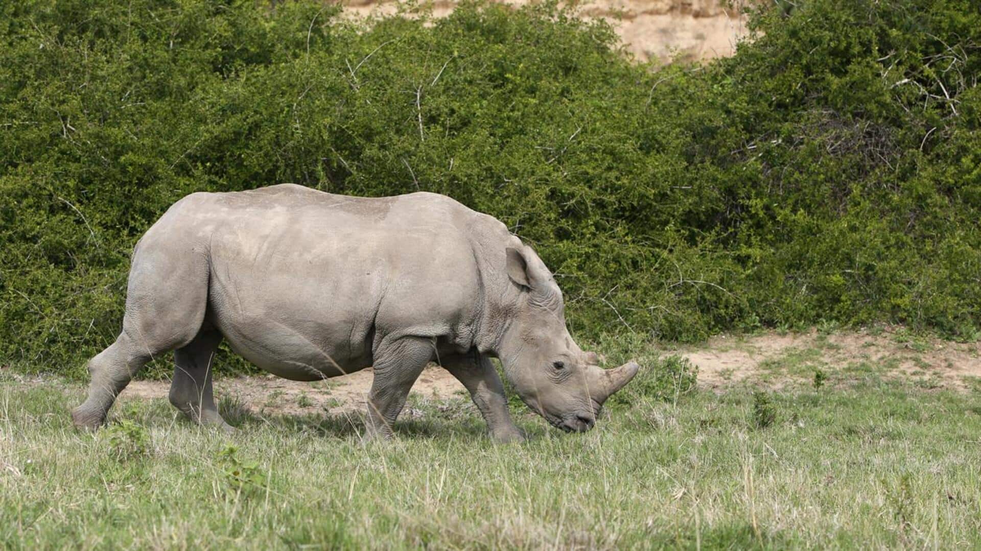 Lima Perilaku Badak yang Memengaruhi Ekosistem