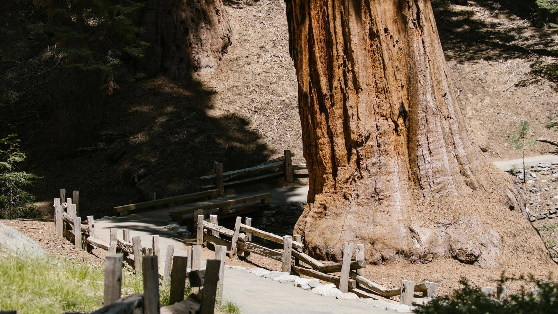 Menjelajahi Keajaiban Pohon Sequoia Raksasa di Taman Nasional Sequoia, California, AS