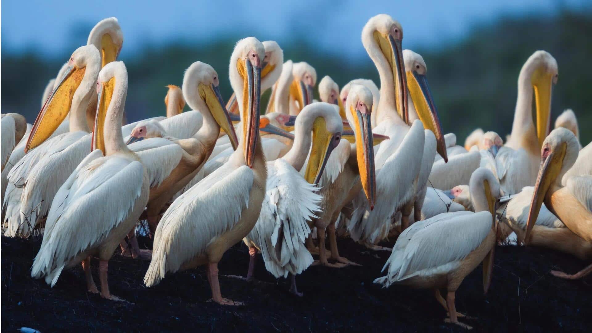 Memahami Struktur Sosial Pelikan: Dinamika Kelompok dan Hierarki