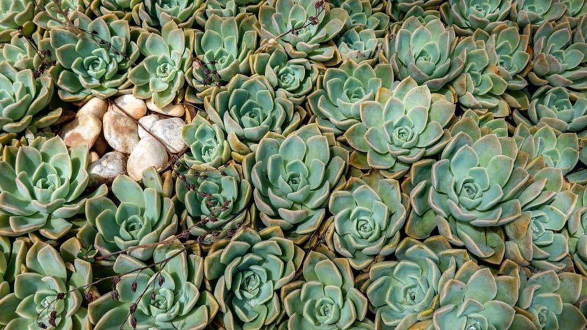 Berkebun Urban: Tips Menyebarkan Sukulen Tahan Banting