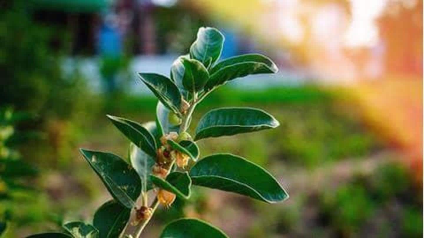 Kenali 5 manfaat ashwagandha, tanaman herbal khas Ayurweda