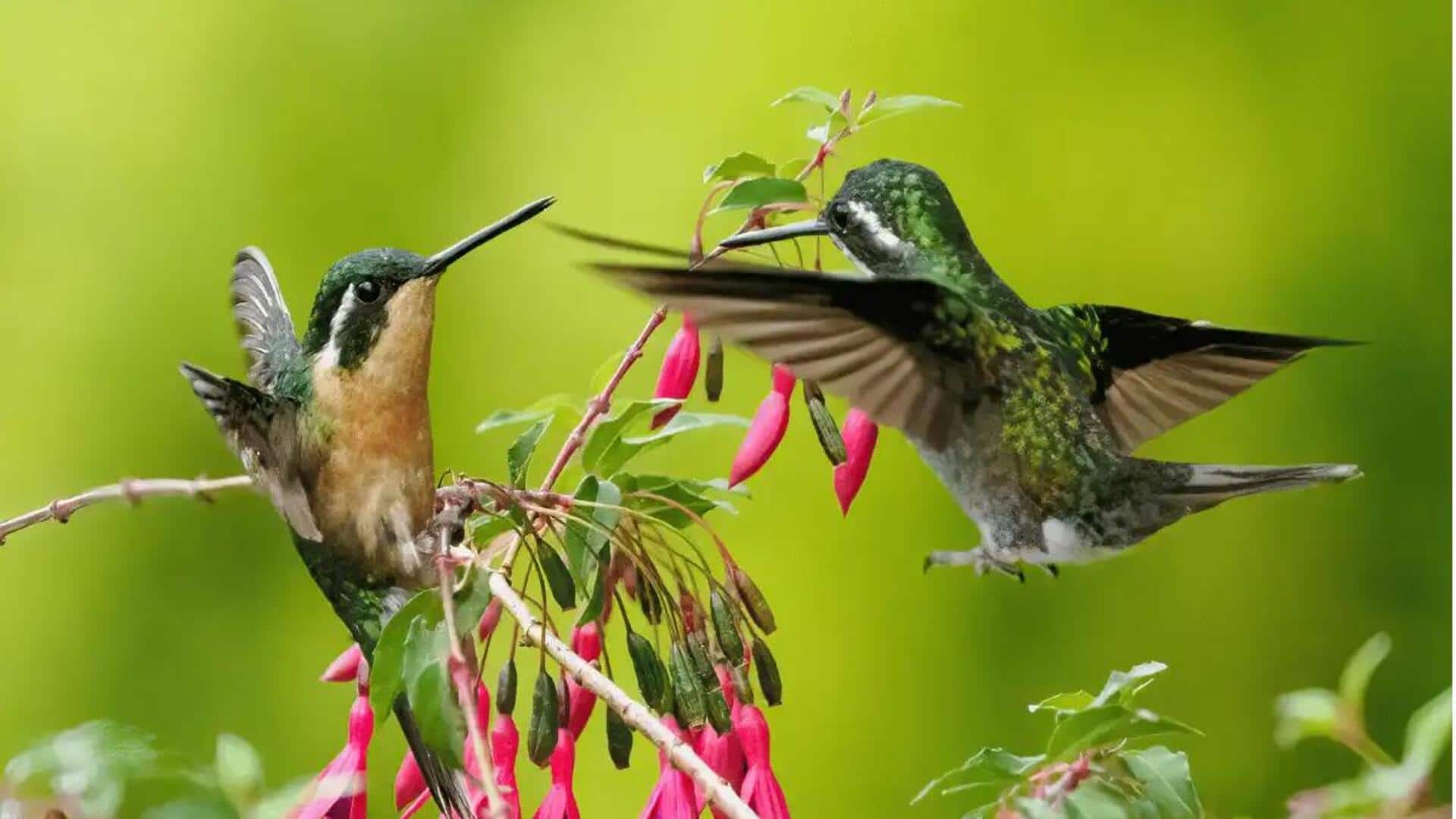 Beberapa Jenis Burung Kolibri yang Menakjubkan Beberapa Jenis Burung Kolibri yang Menakjubkan