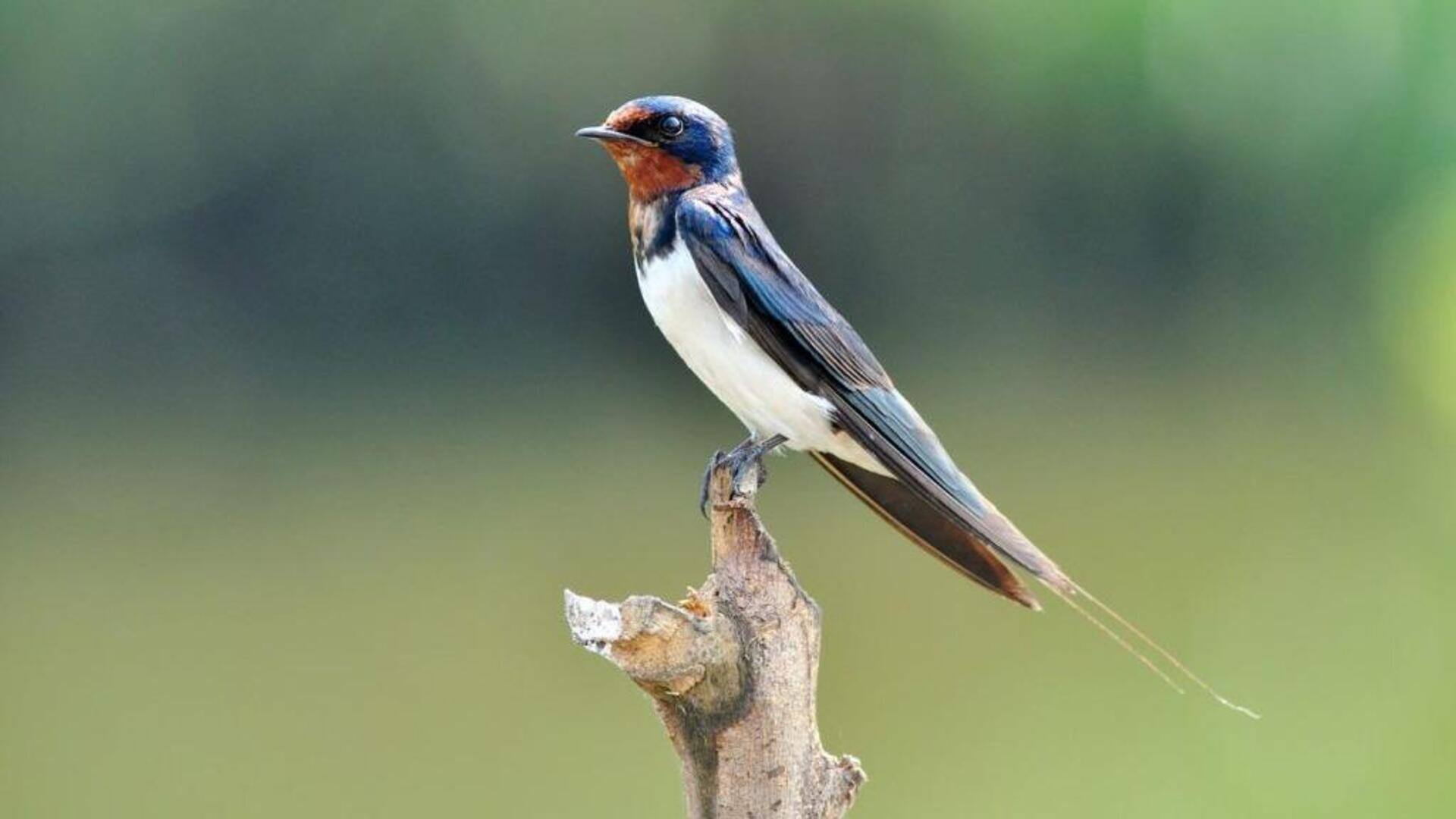 Adaptasi Cerdas dari Burung Walet di Lingkungan yang Beragam