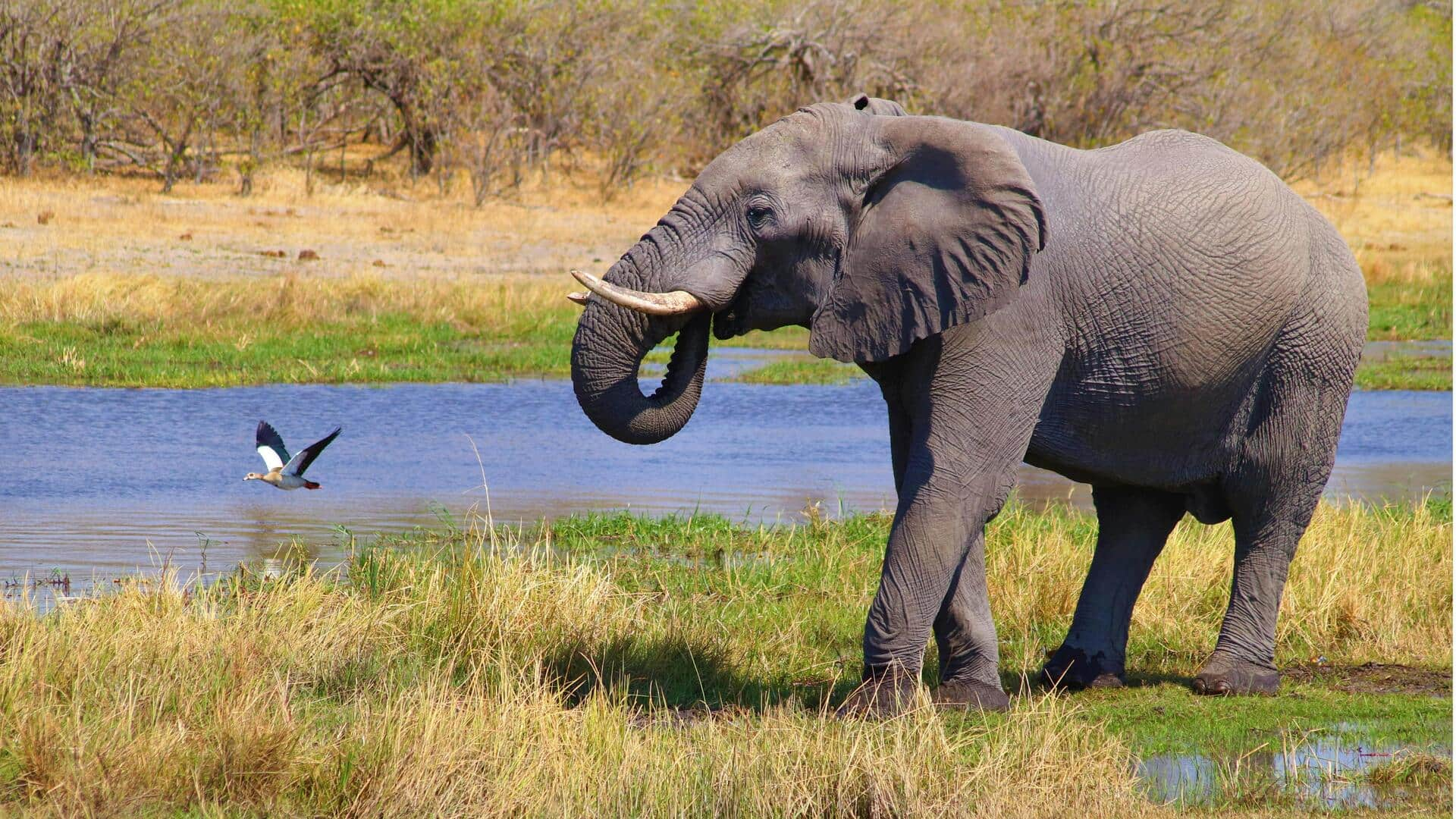 Menjelajahi Keajaiban Bukit Tsodilo, Botswana