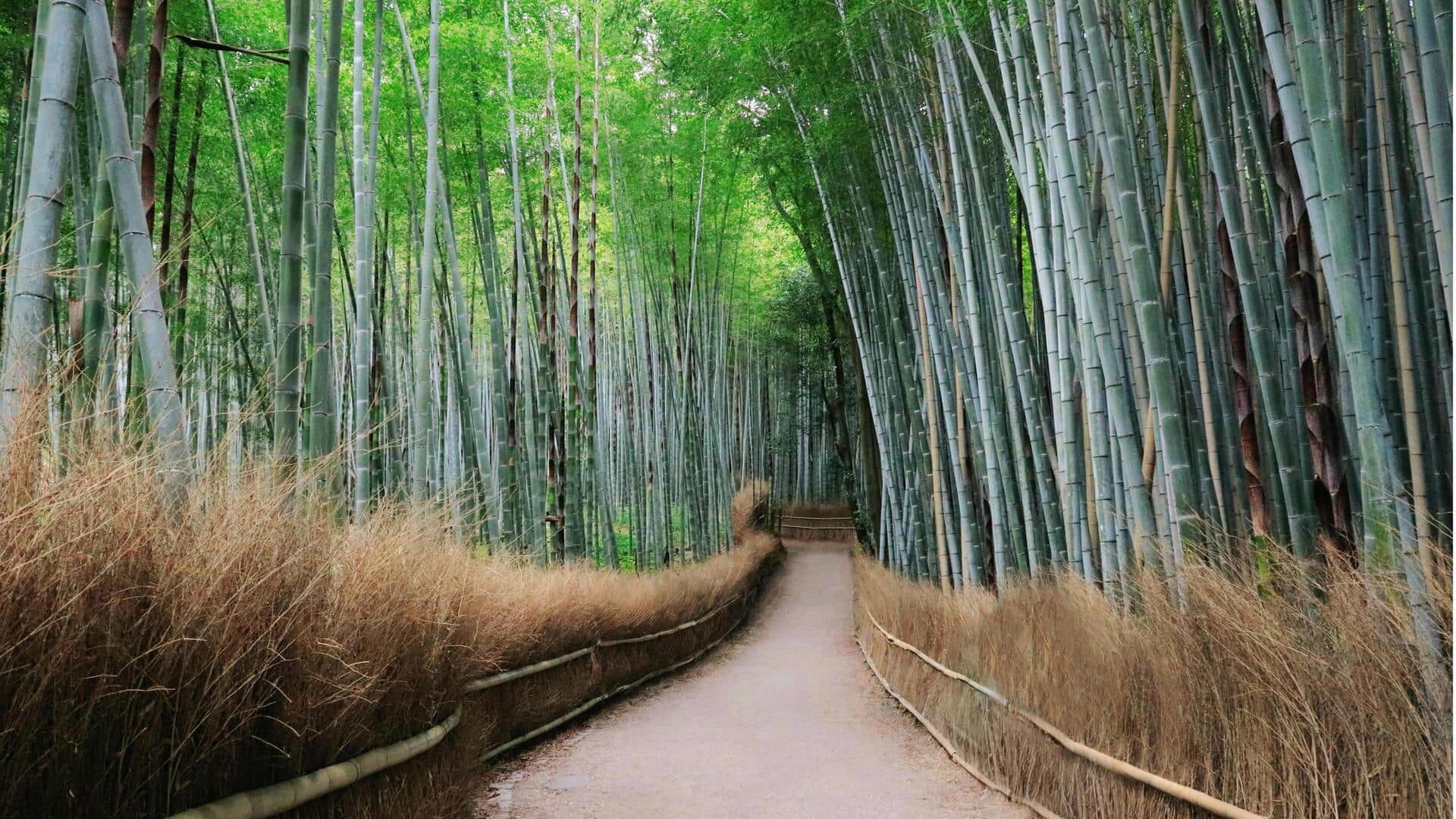 Menjelajahi Hutan Bambu Arashiyama di Jepang