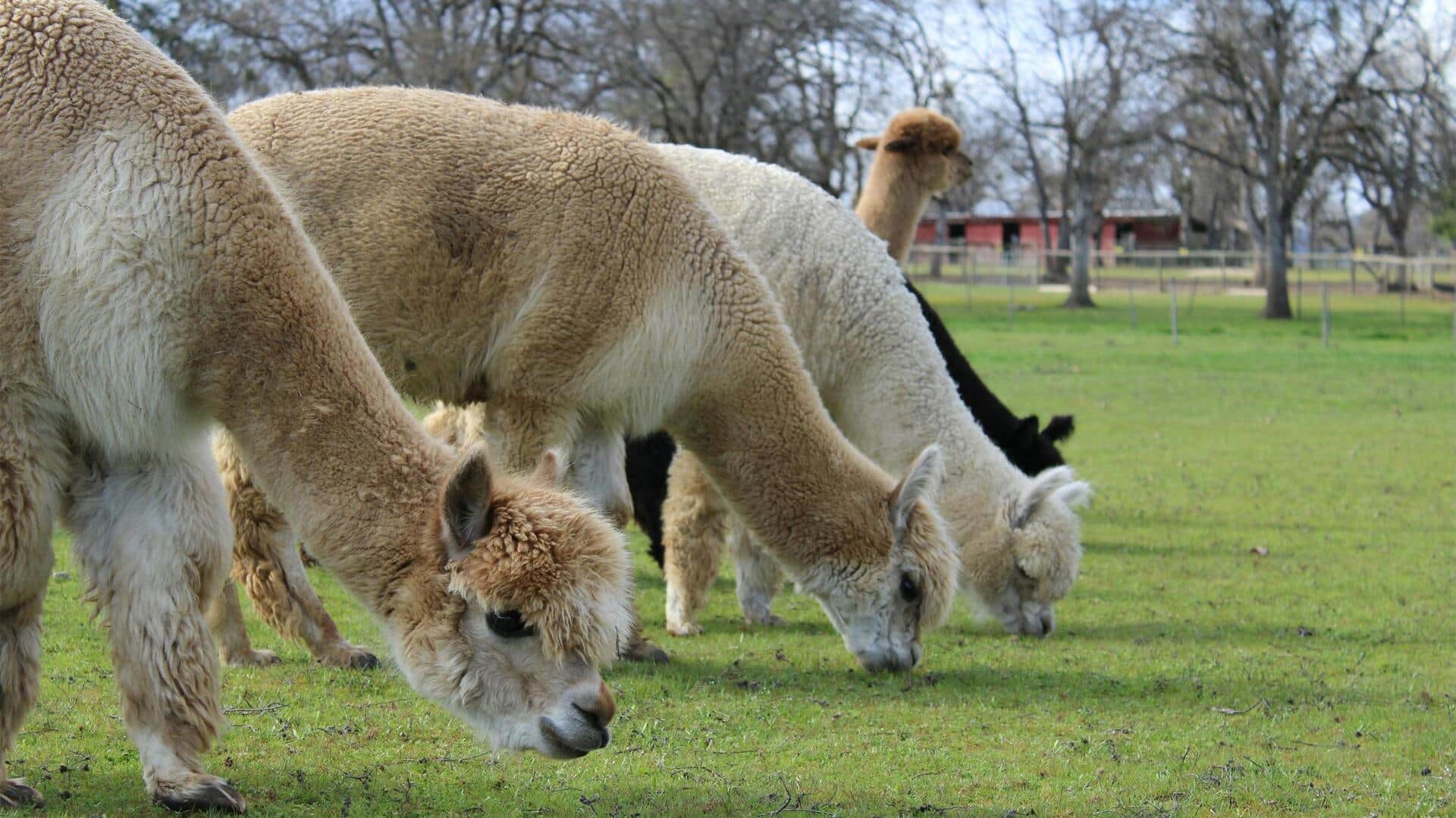 Cara Unik Alpaka dalam Meningkatkan Kesehatan Tanah secara Alami