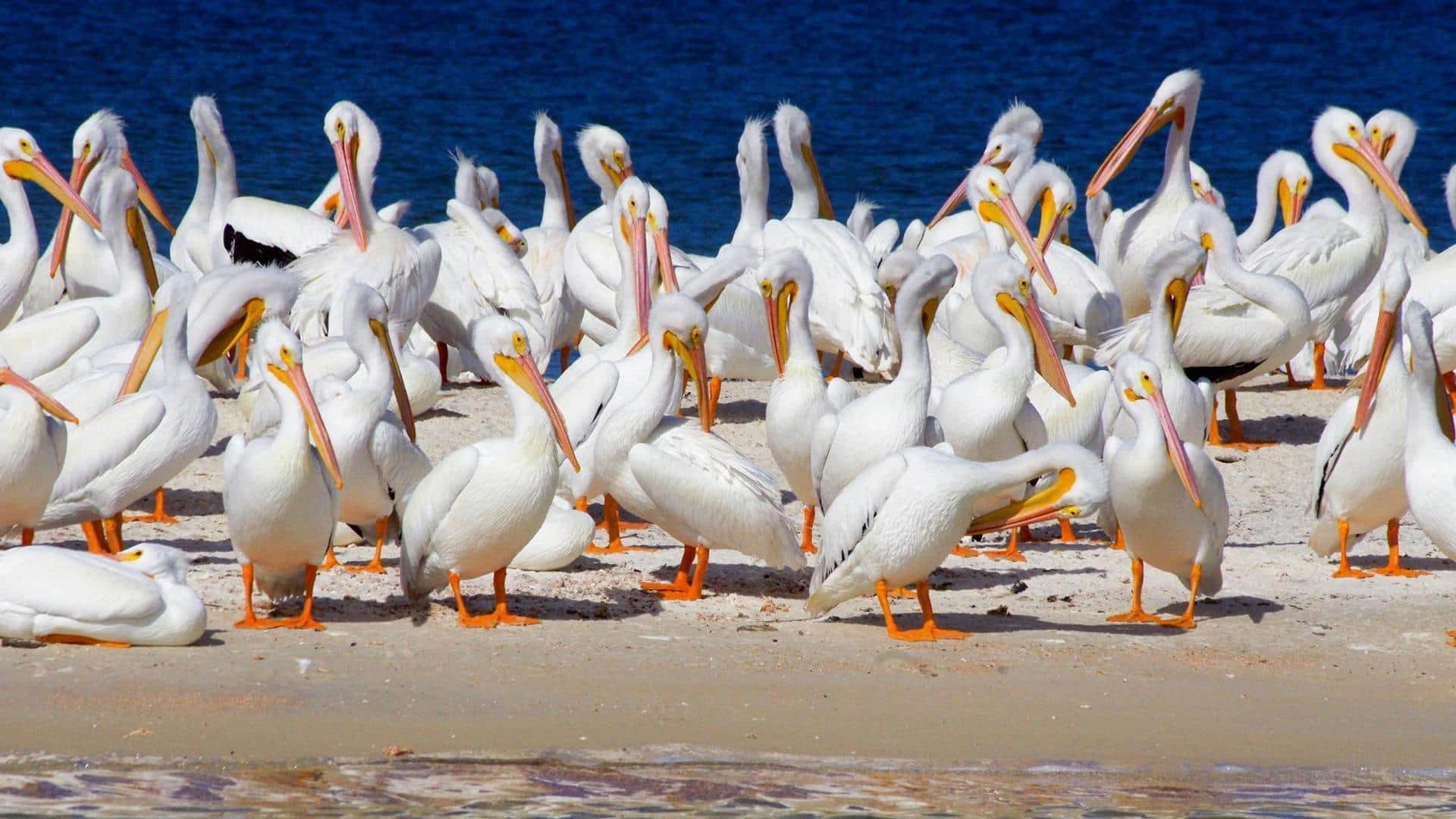 Memahami Dampak dari Migrasi Pelikan terhadap Ekosistem Lokal