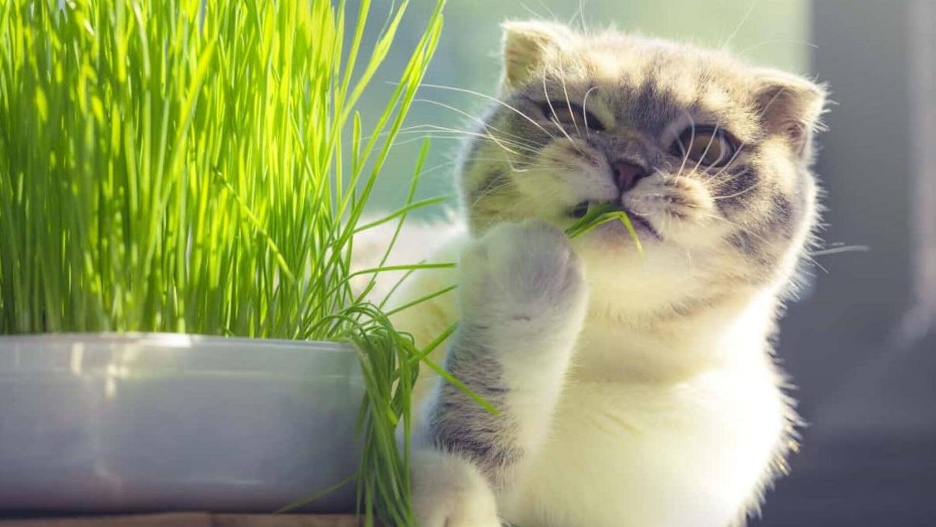 Cara Menanam Rumput Kucing Yang Kaya Nutrisi