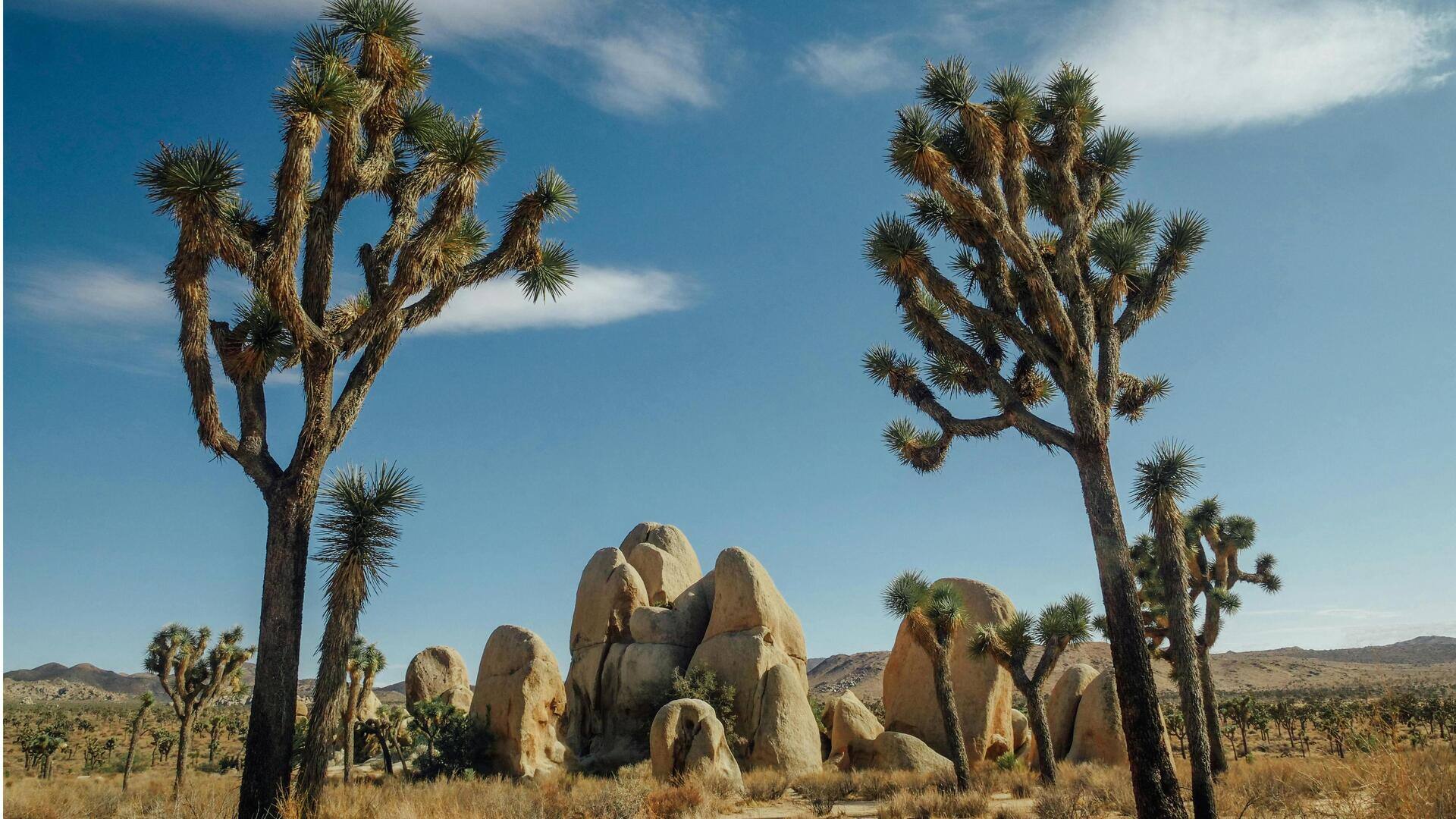 Fakta Menarik tentang Fotosintesis Tumbuhan Gurun