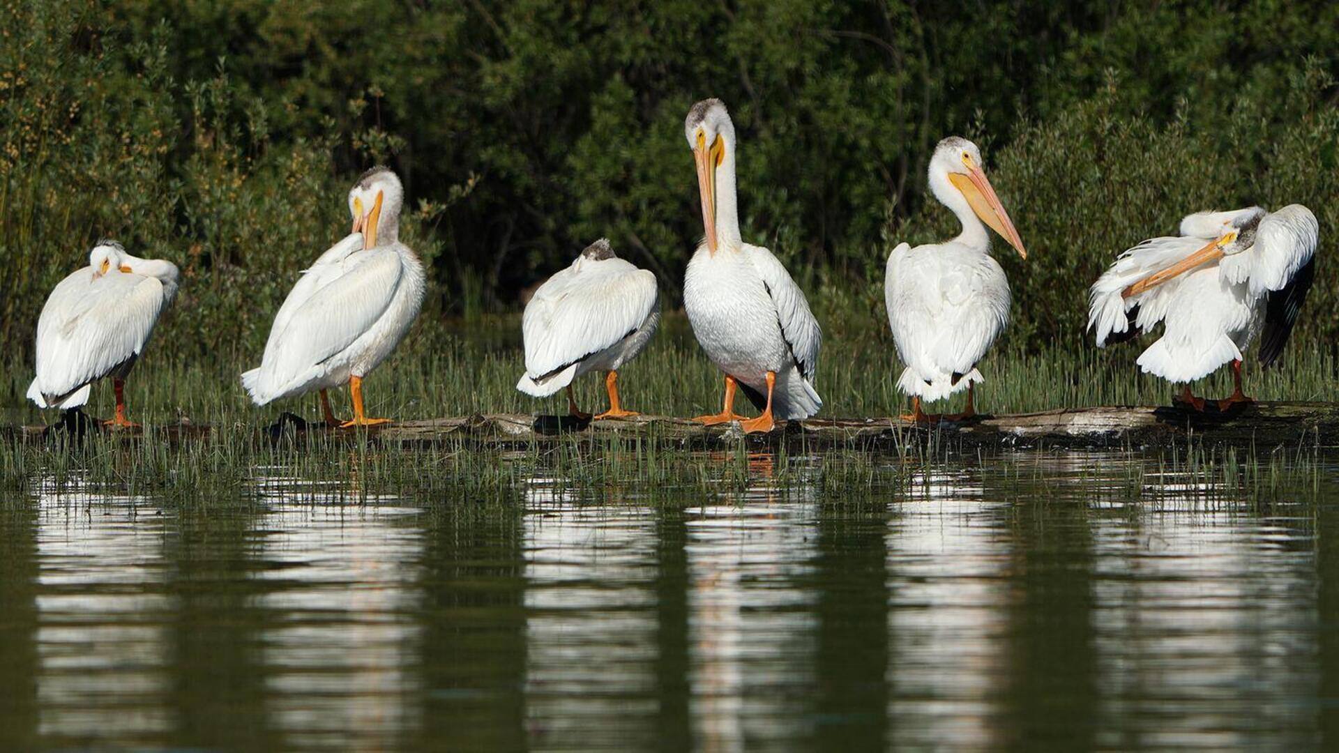 Menjelajahi Koloni Pelikan: Struktur Sosial dan Dinamika yang Menakjubkan