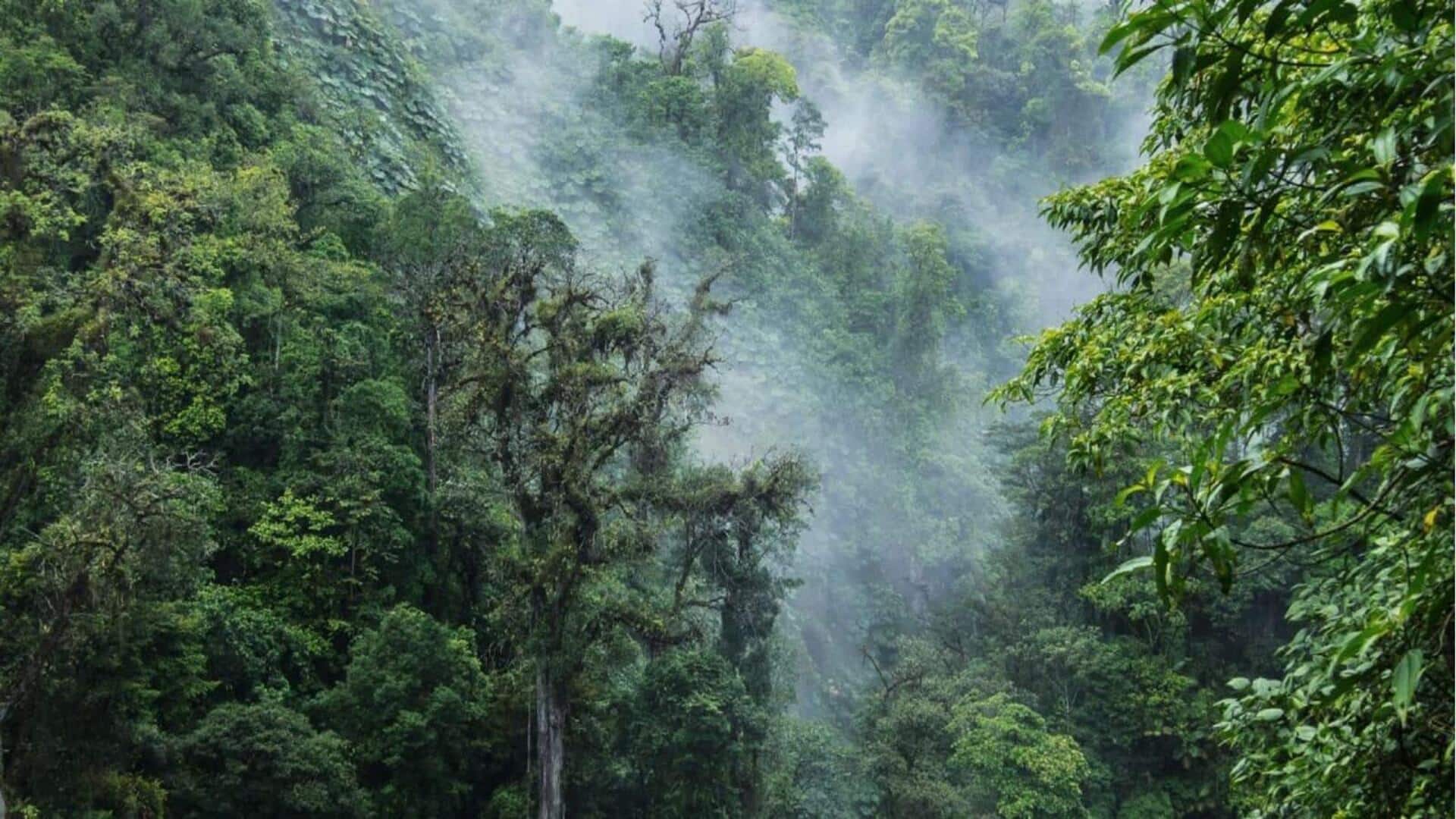Menjelajahi hutan awan mistis Kosta Rika
