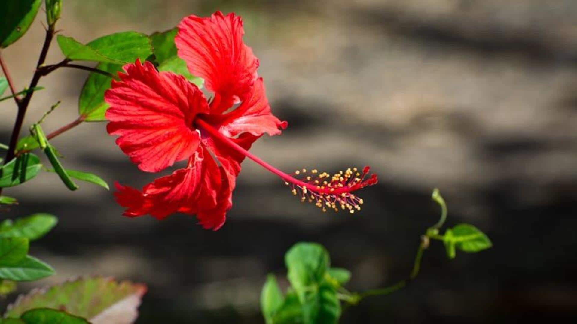 Menumbuhkan Hibiscus di Apartemen Anda