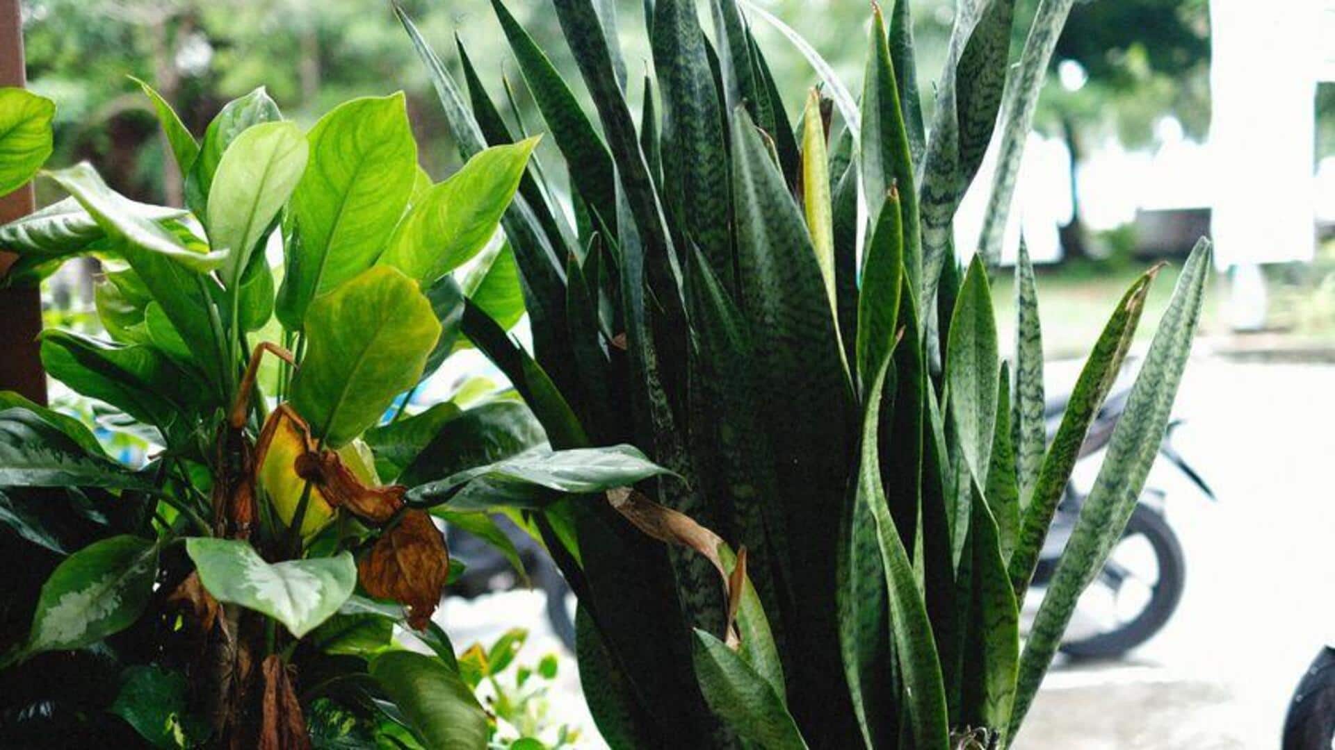 Tanaman-Tanaman yang Menyukai Lingkungan Dingin dan Gelap