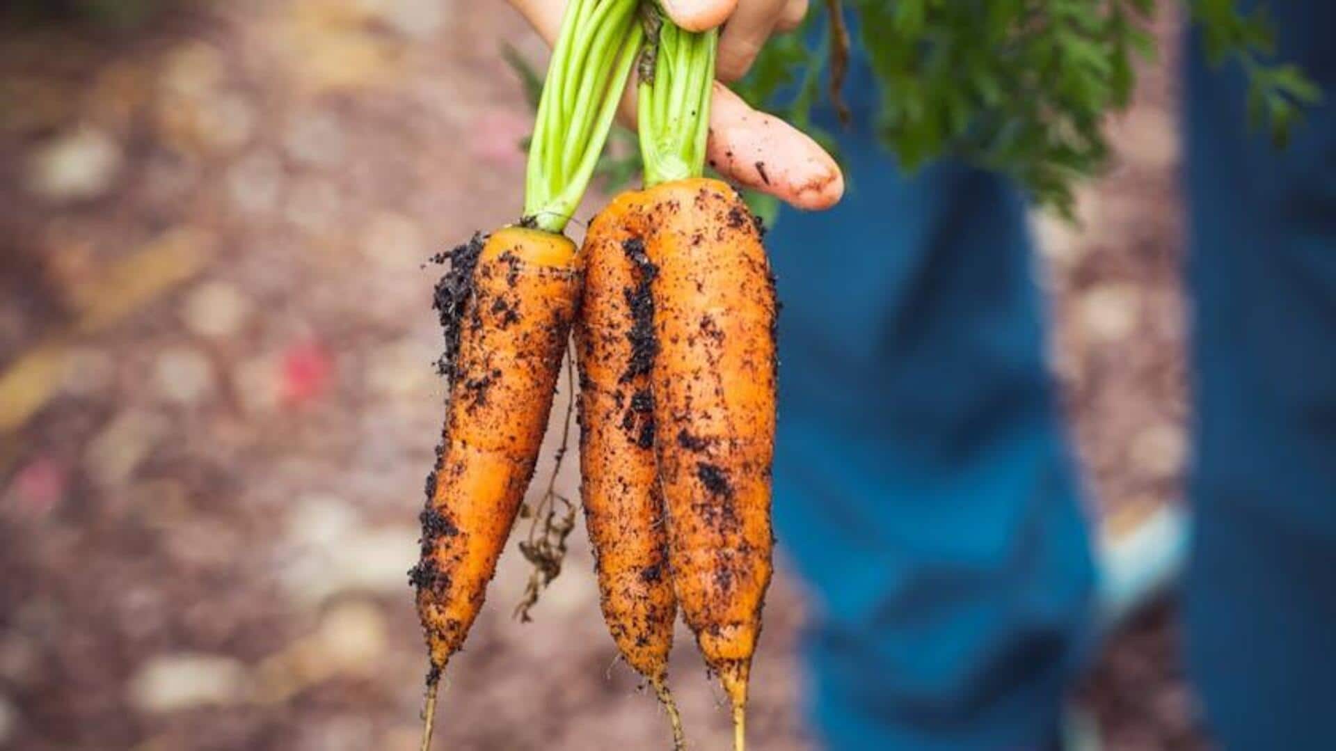 Lima Akar yang Dapat Dikonsumsi untuk Ditanam Dalam Pot