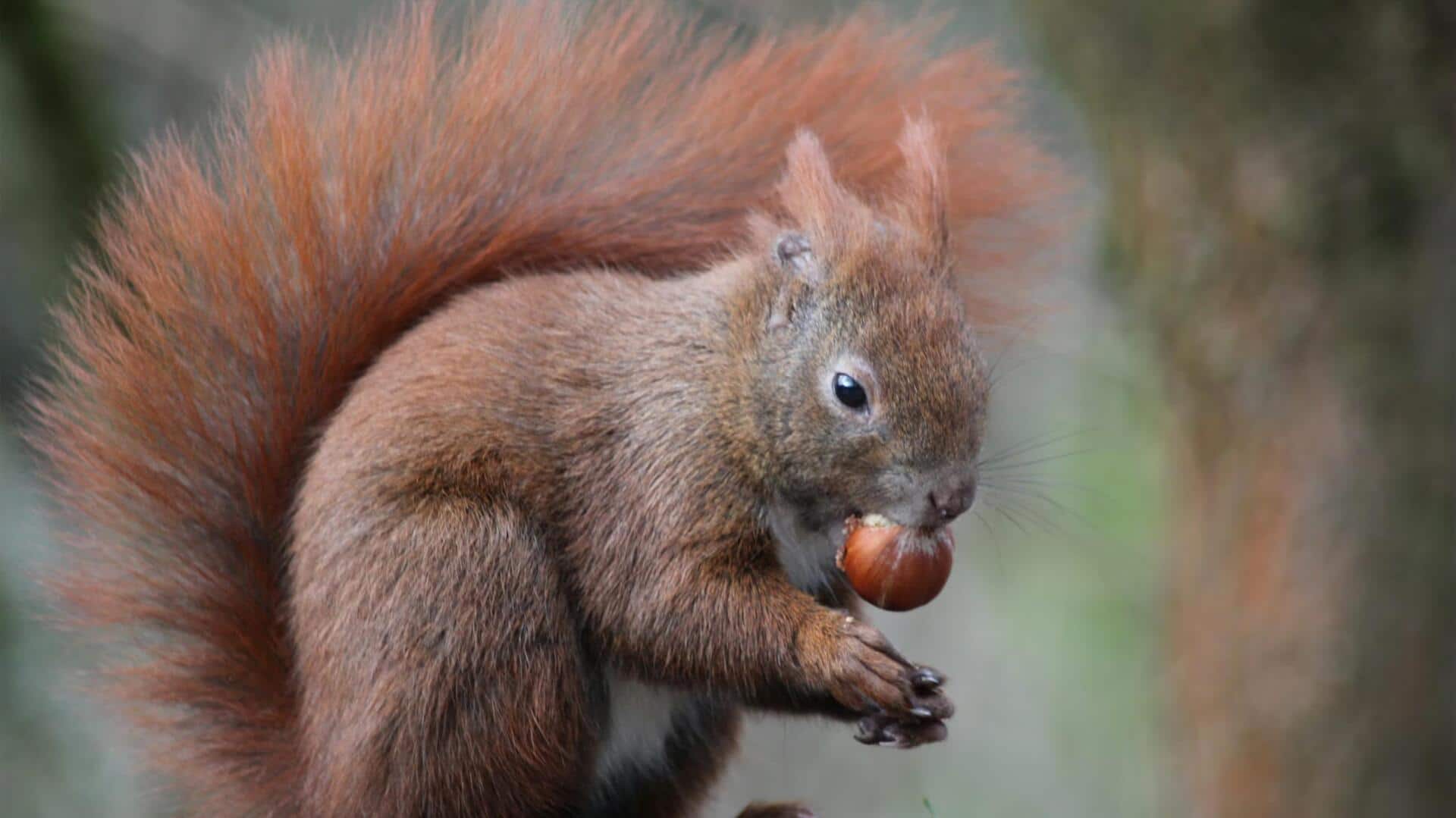 Kebiasaan Makan Tupai yang Tak Terduga