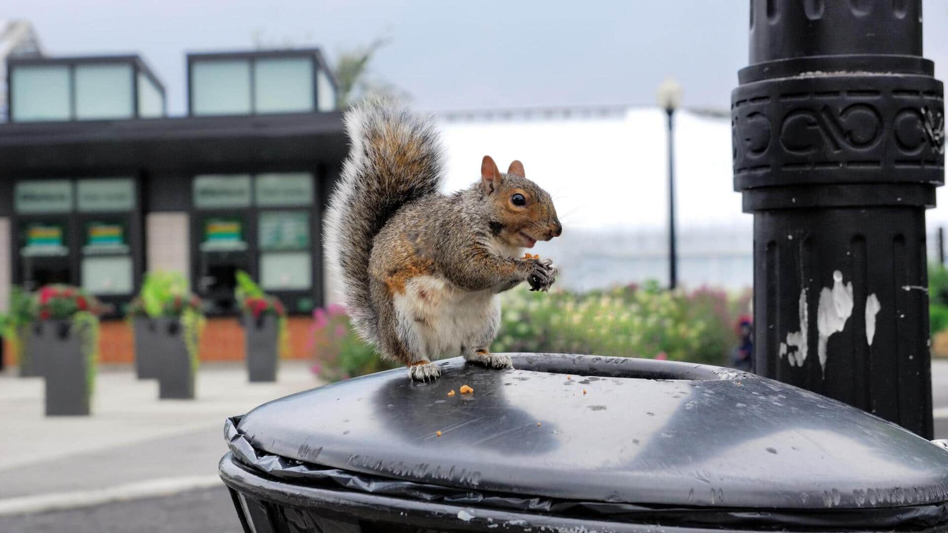 Menjelajahi Kecerdasan Tupai dalam Memecahkan Masalah di Lingkungan Urban