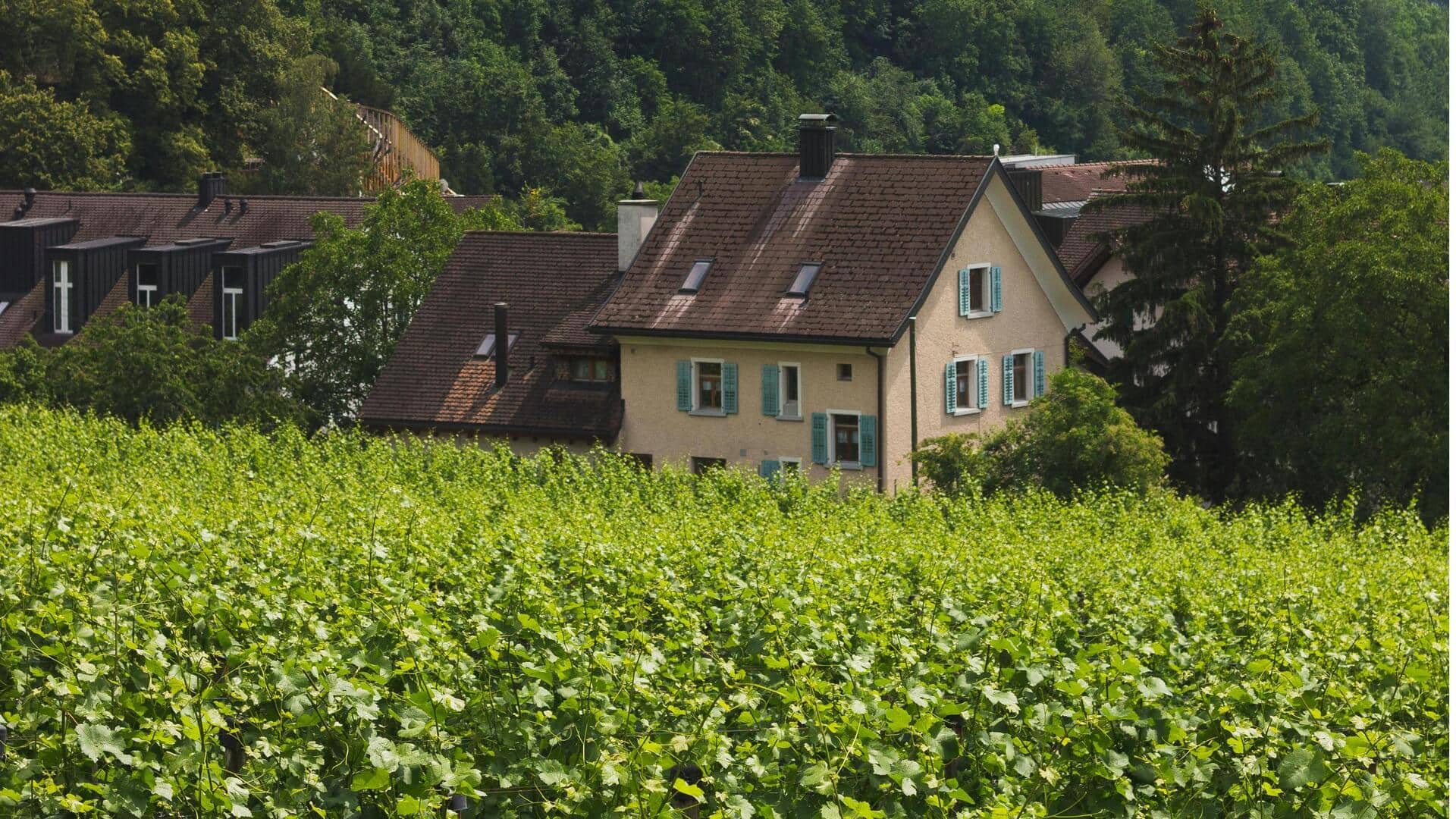 Kebun Anggur Tersembunyi di Liechtenstein yang Menawan
