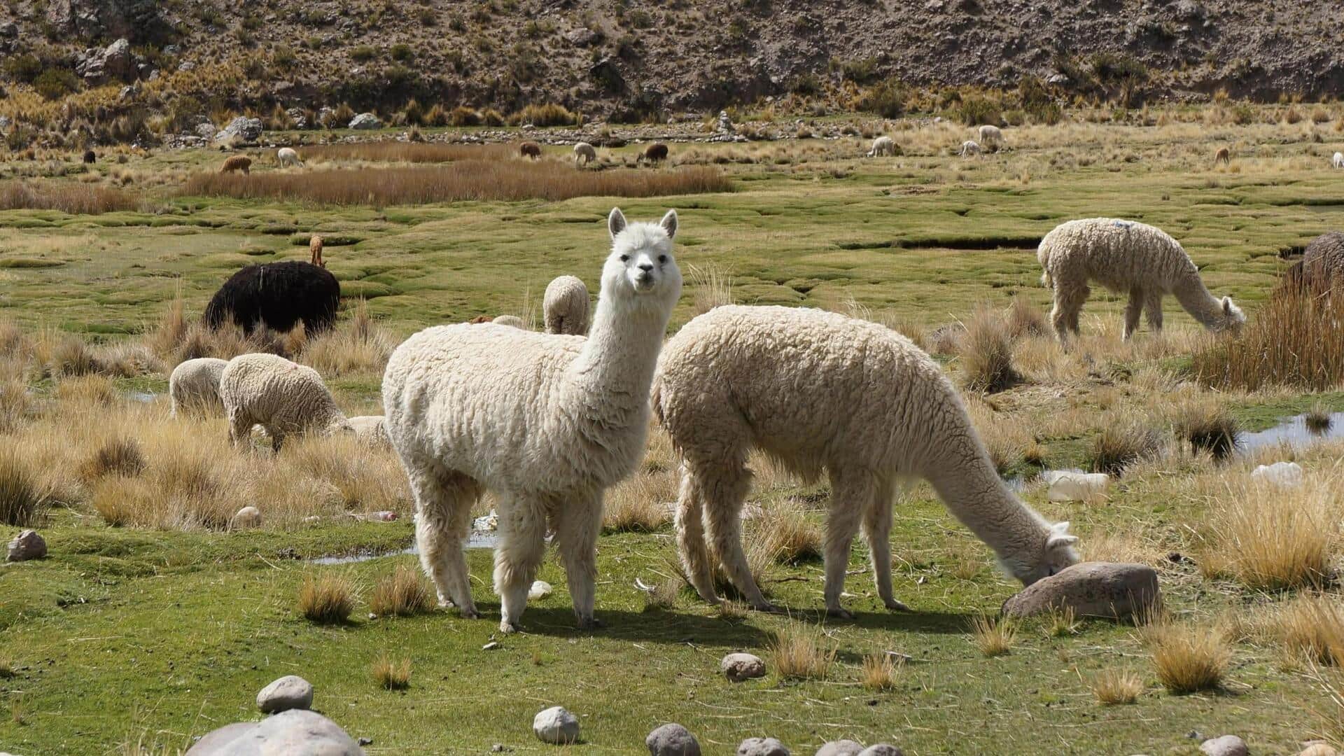 Cara Alpaka Menunjukkan Rasa Ingin Tahu di Lingkungan yang Baru