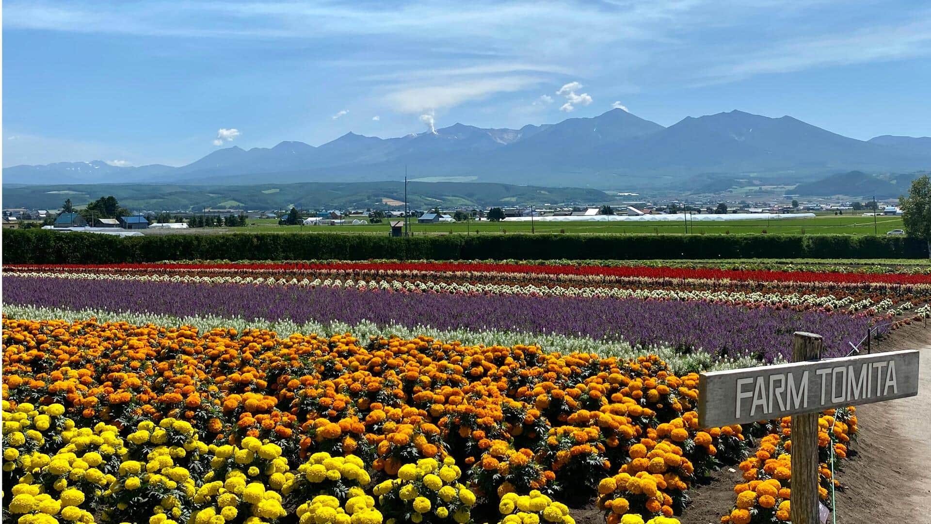 Menjelajahi Ladang Bunga Hokkaido: Keajaiban Alam Berwarna-warni di Jepang