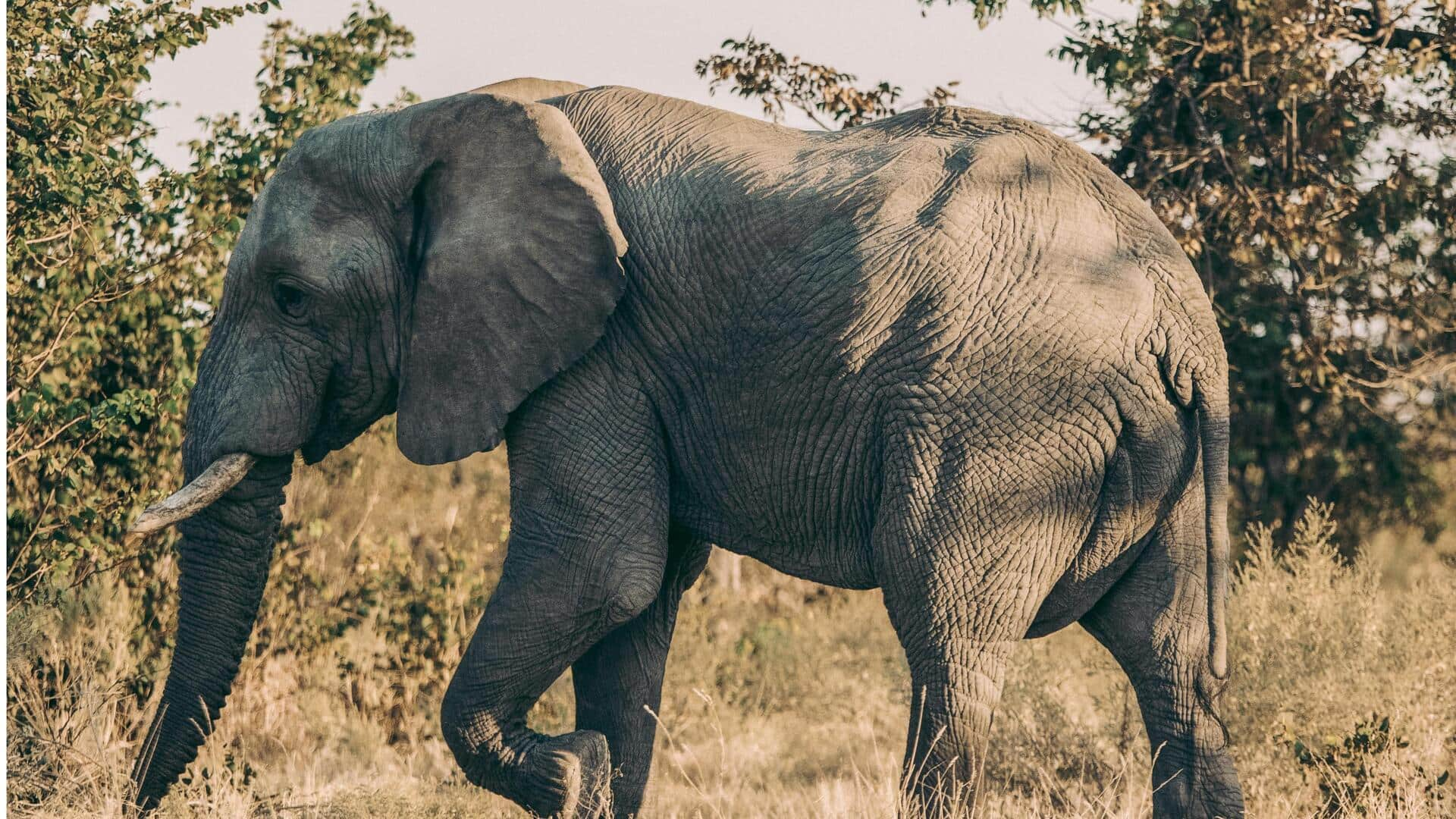 Menjelajahi Savana dan Baobab Kuno di Tuli Block, Botswana