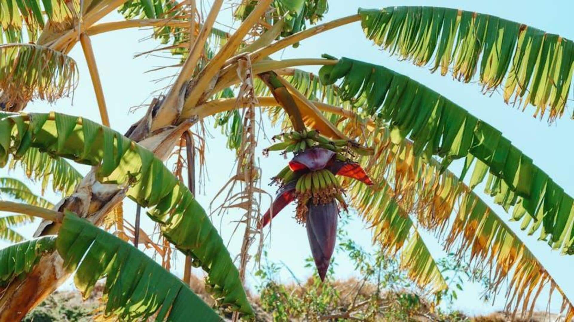 Tips Merawat Tanaman Pisang untuk Pertumbuhan Optimal Tips Merawat Tanaman Pisang untuk Pertumbuhan Optimal