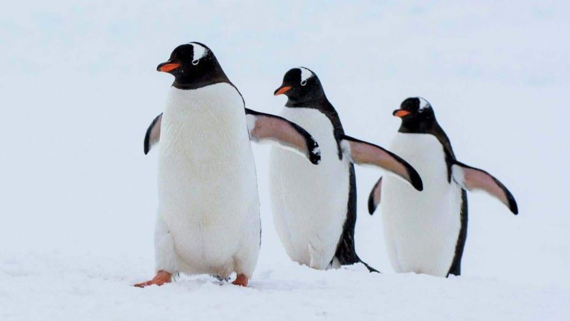 Mengungkap Pola Migrasi Penguin yang Mengejutkan di Seluruh Dunia