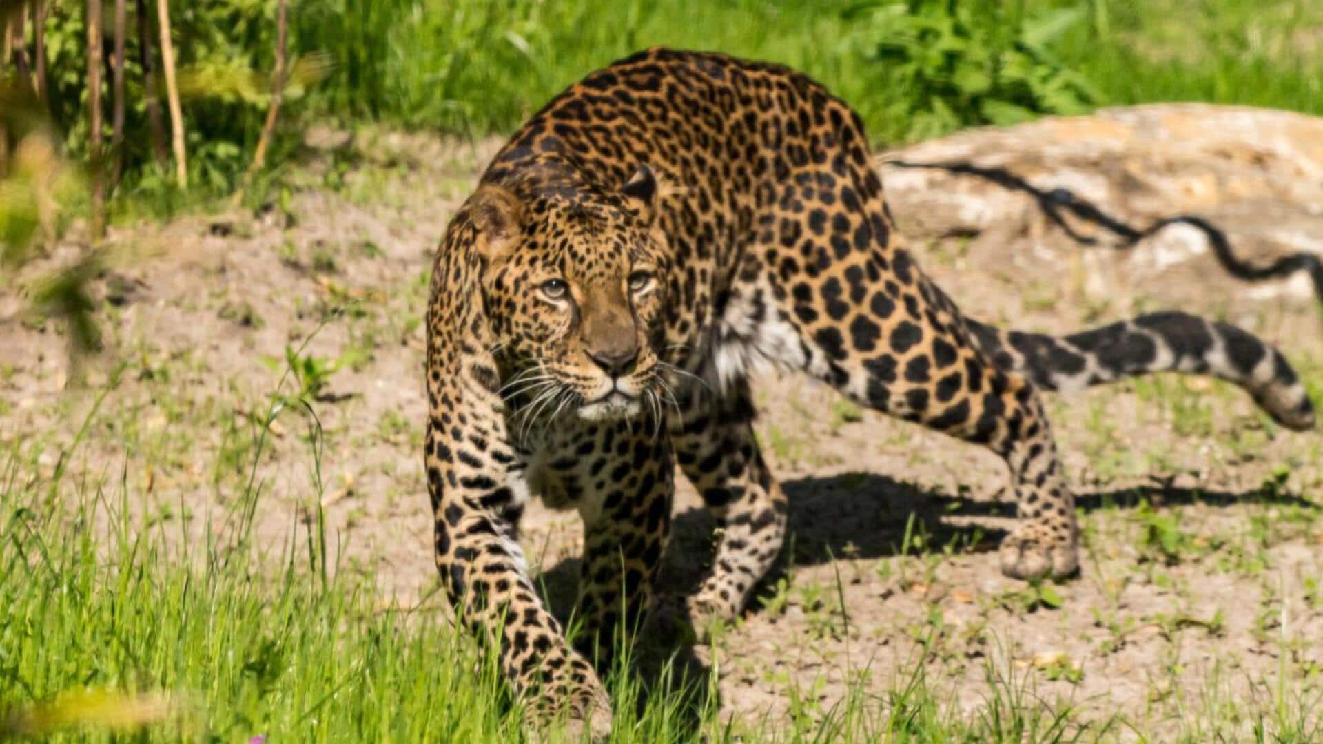 5 Teknik Unik dari Macan Tutul dalam Menandai Wilayahnya