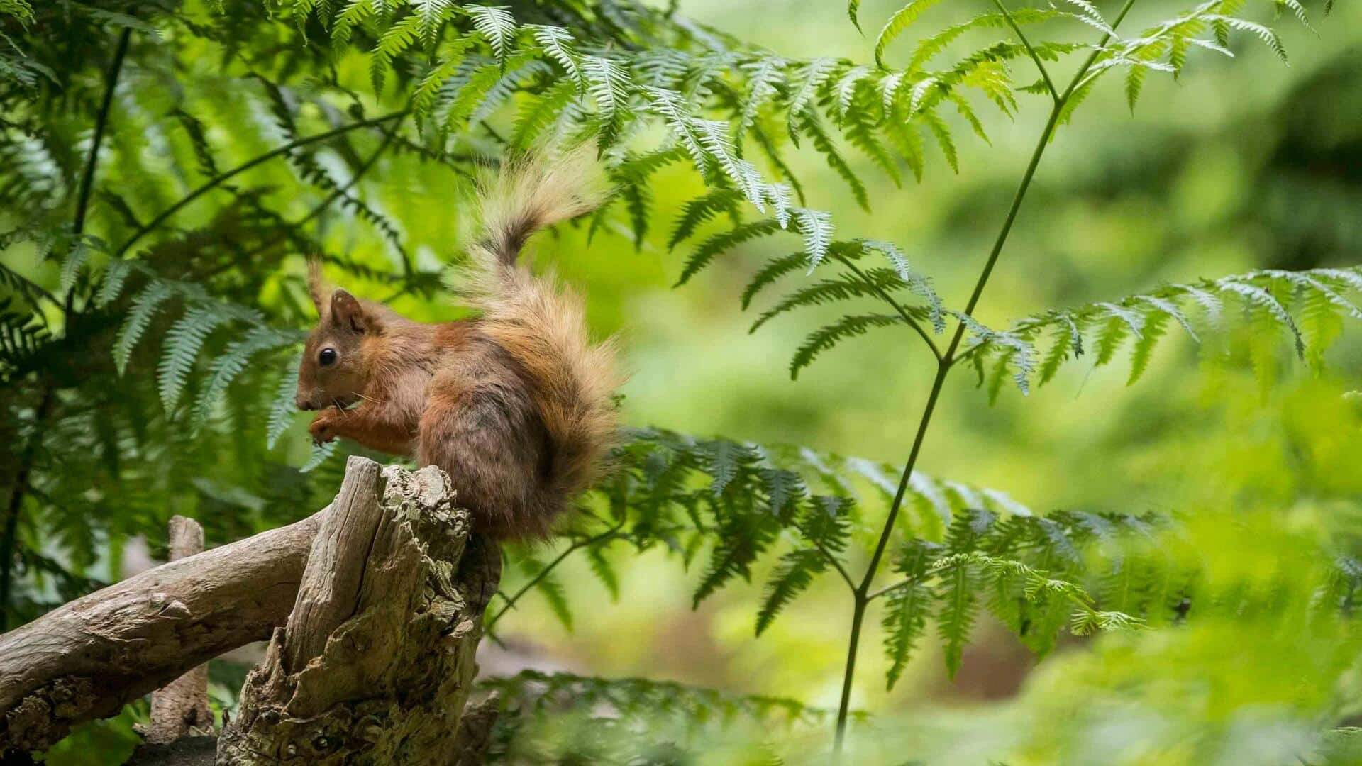 Kontribusi Tupai pada Ekosistem Hutan