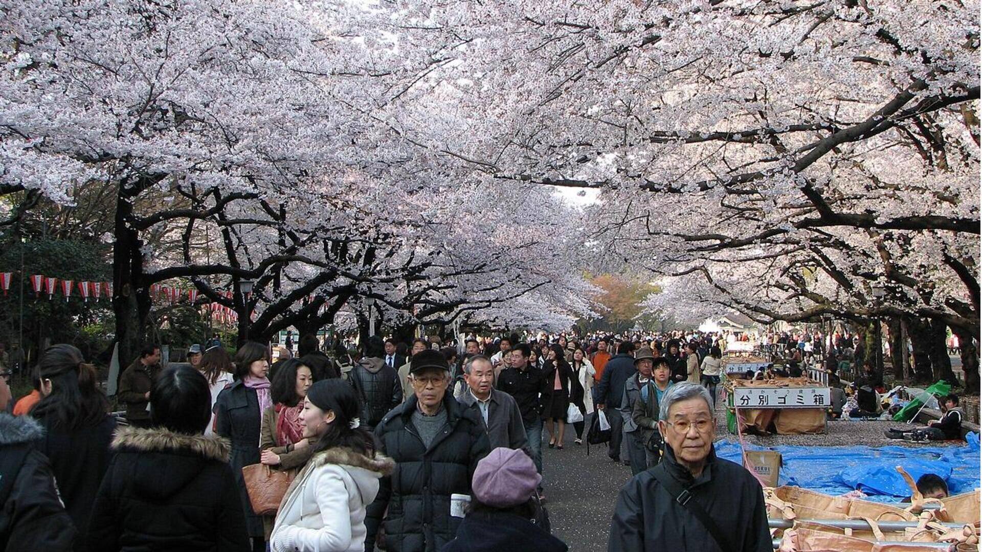 Menyaksikan Sakura dan Mengunjungi Taman Budaya Jepang