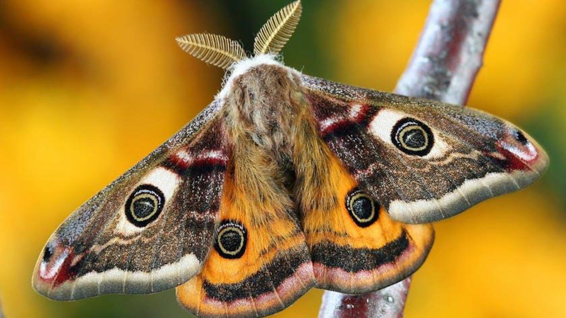 Mengapa Ngengat Menavigasi Cahaya Alami, Bukan Buatan