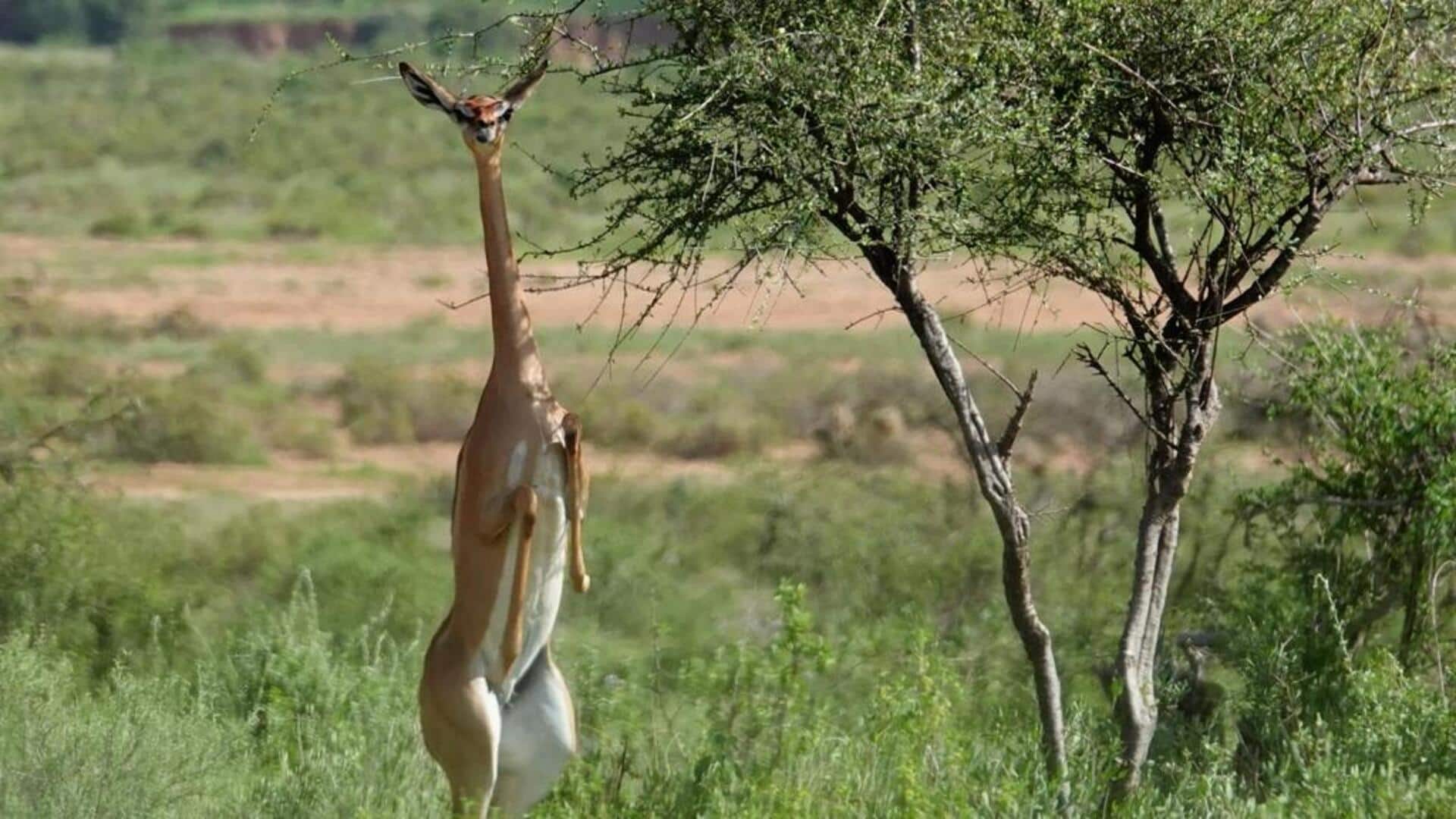 Menjelajahi Adaptasi Rusa Berleher Panjang dalam Mencari Makanan