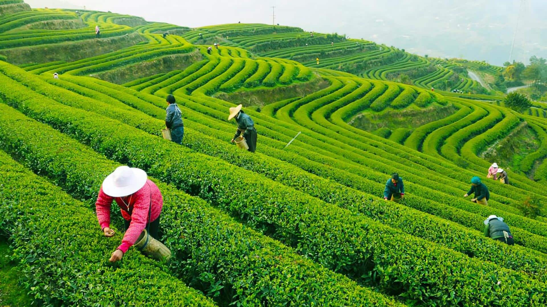 Lima Kebun Teh Rahasia Di Hangzhou