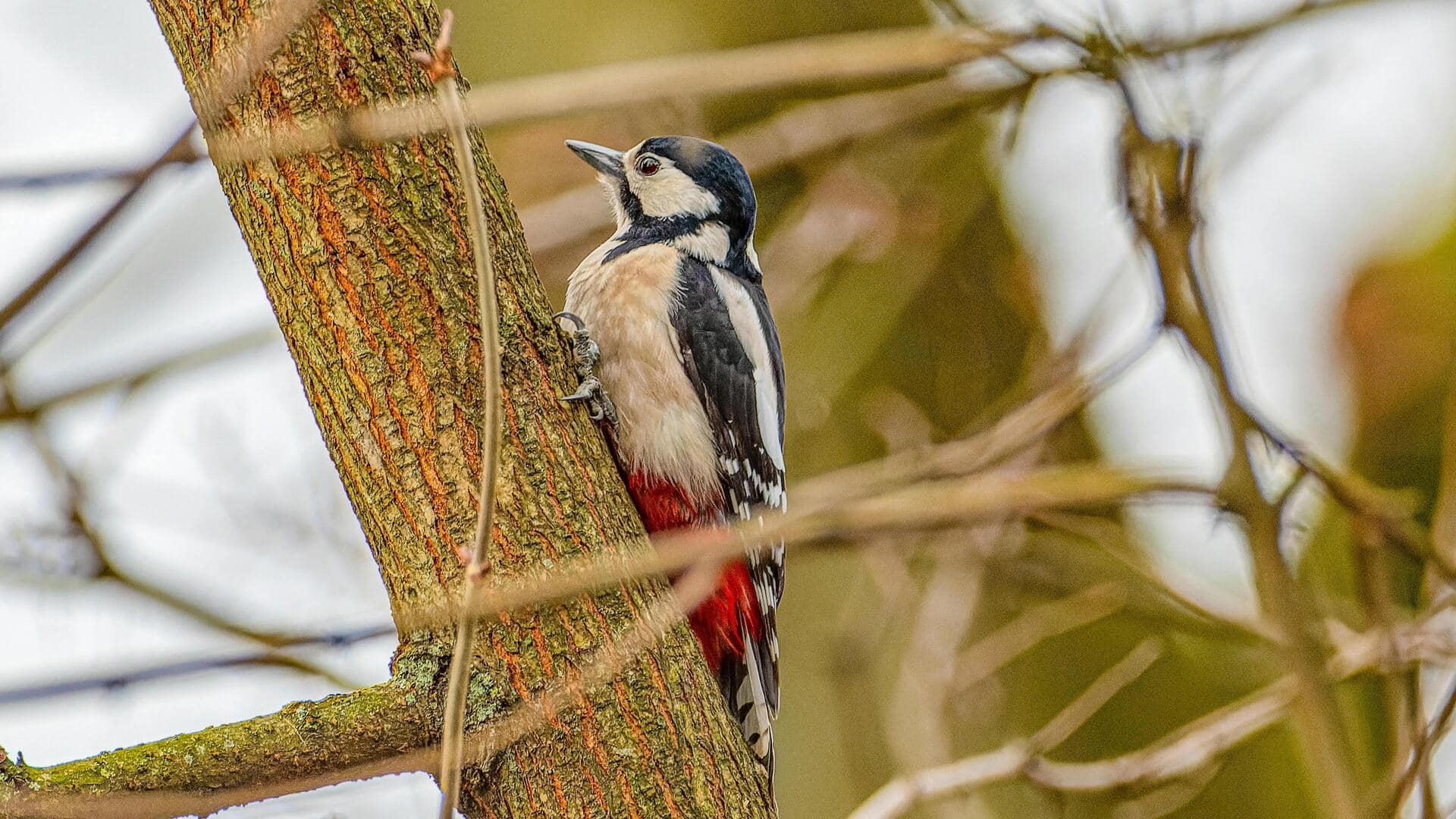 Fakta menarik tentang burung pelatuk dan pentingnya bagi ekologi