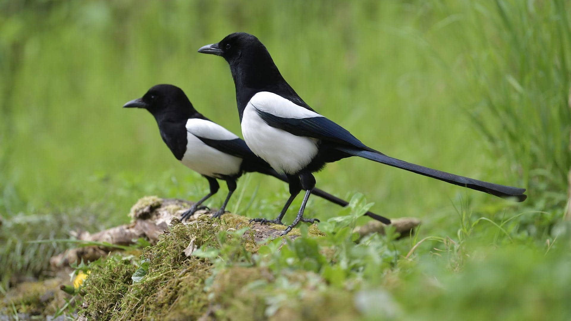 Mengungkap Beberapa Budaya yang Menghormati Burung Magpie dan Mitosnya