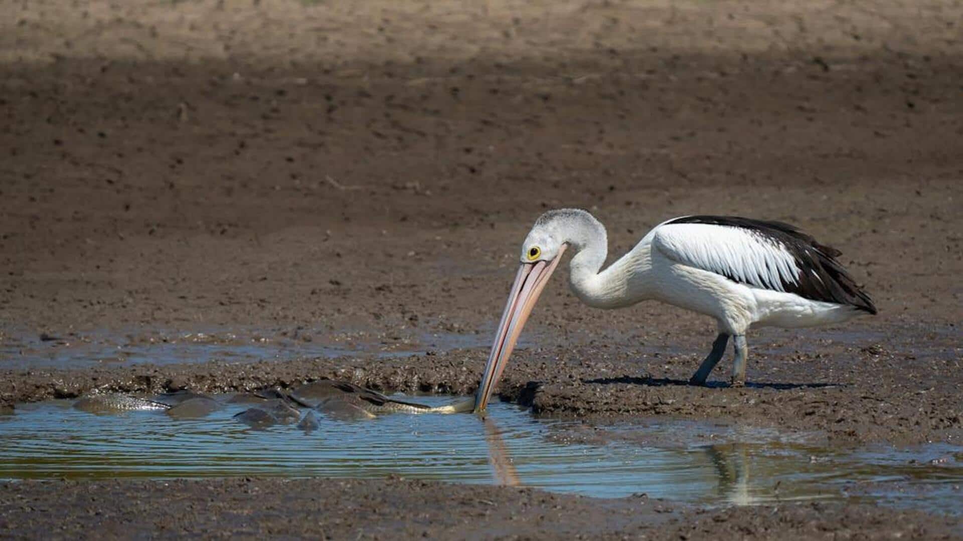 Temukan Lima Jejak Pelikan di Garis Pantai Berawa Lumpur