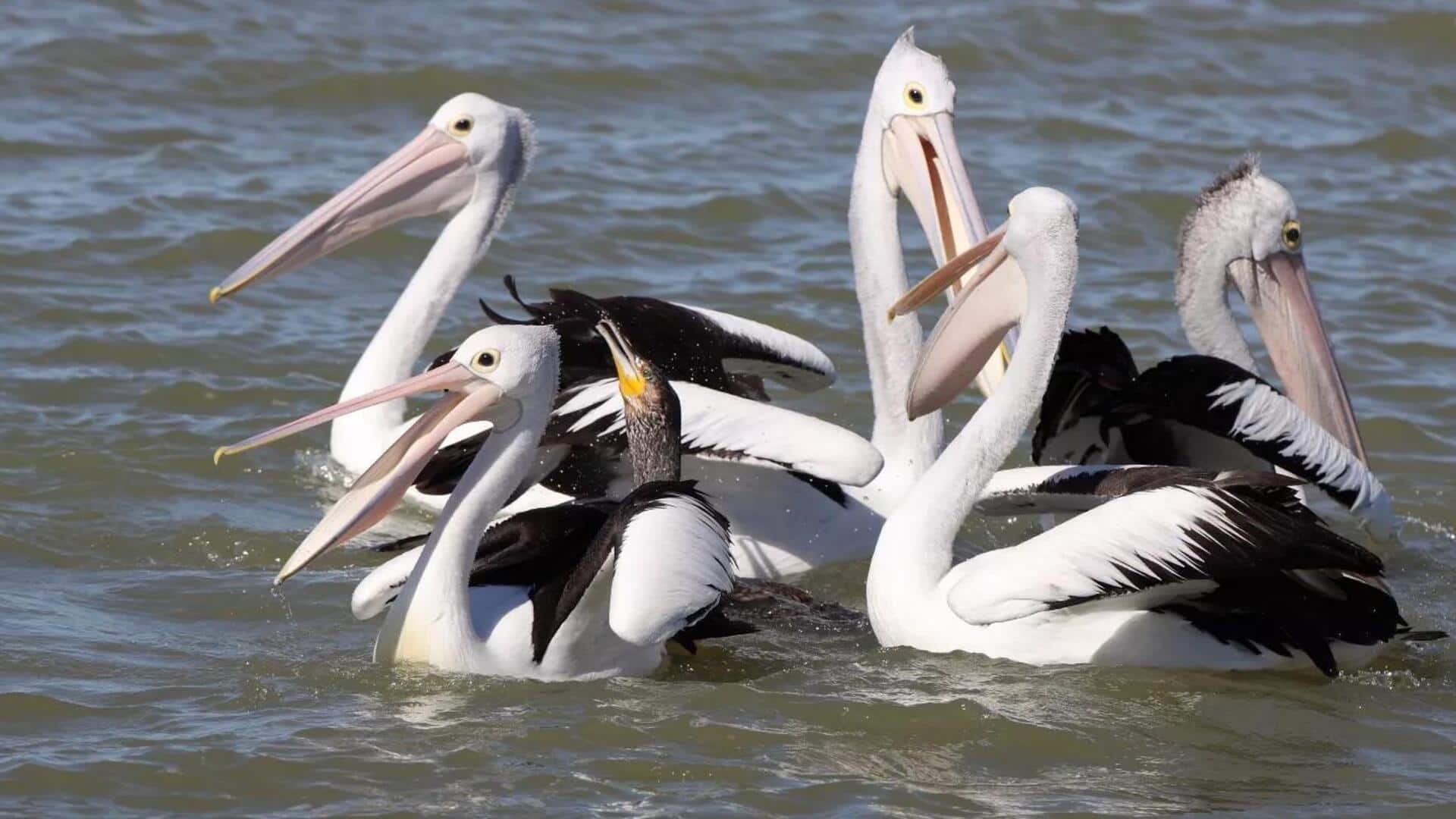 Menjelajahi Lima Habitat Pelikan di Indonesia