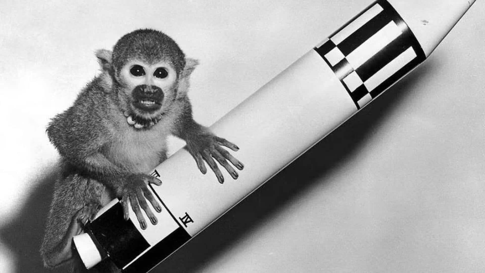 Lima Mamalia yang Menginspirasi Penjelajahan Luar Angkasa sebelum Manusia