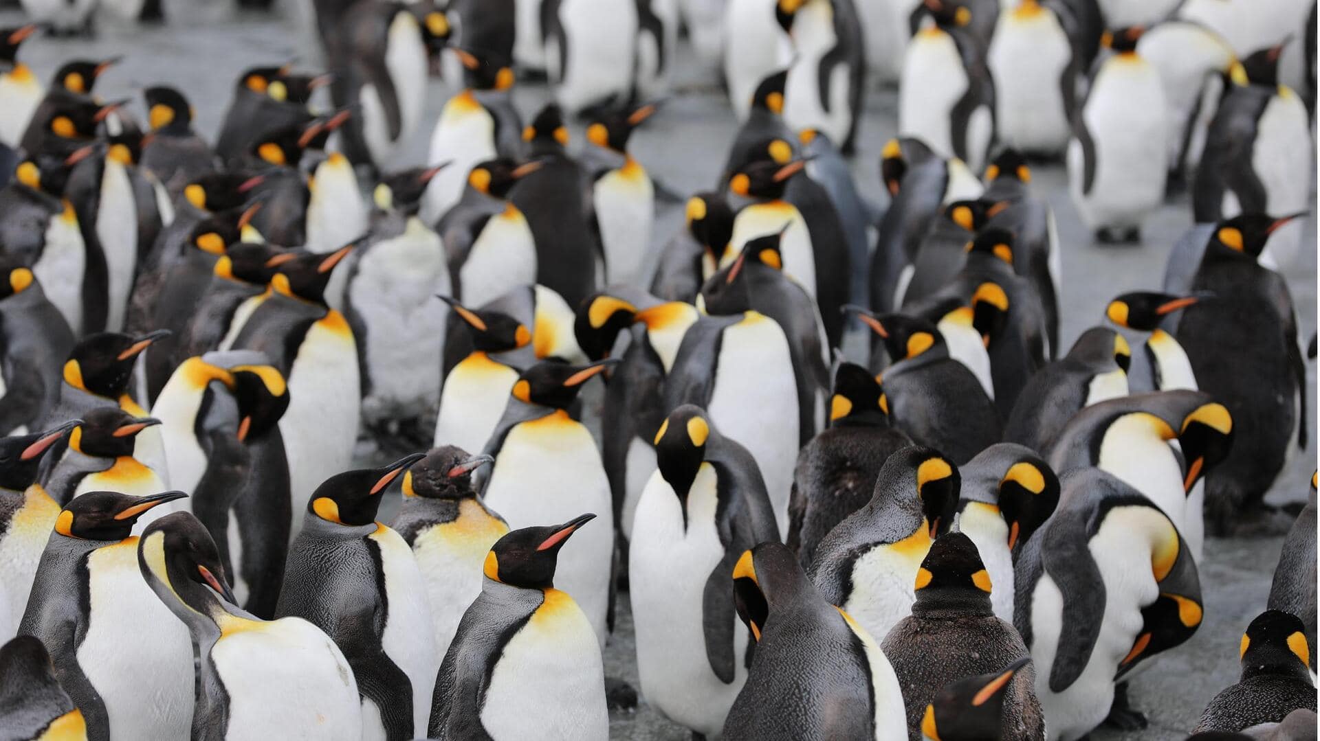 Tarian Unik Penguin untuk Melawan Cuaca Ekstrem di Musim Dingin