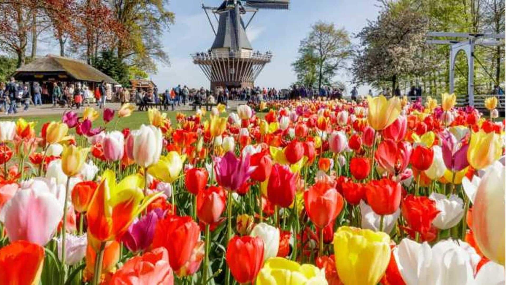 Pemandangan tulip musim semi di Amsterdam adalah atraksi yang tidak boleh Anda lewatkan 