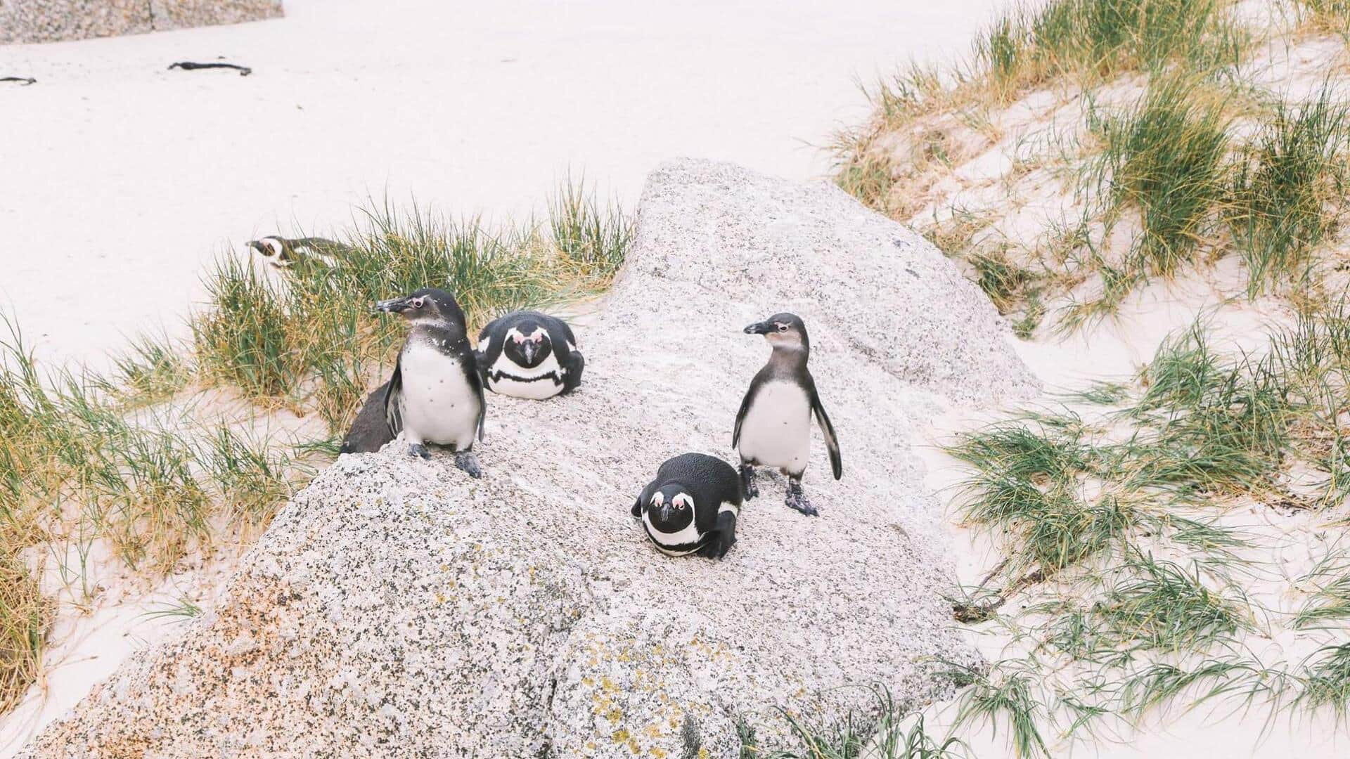 Lima Tanaman yang Memegang Peranan Penting dalam Ekosistem Koloni Penguin