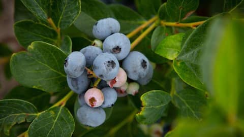 Menanam Bluberi di Kebun Rumah Anda