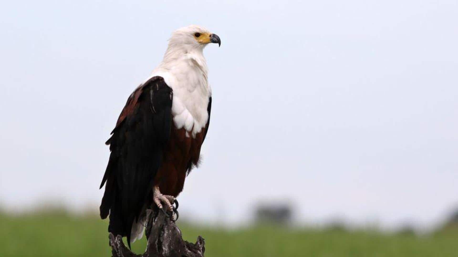 Drone Jadikan Burung sebagai Inspirasi untuk Eksplorasi Udara