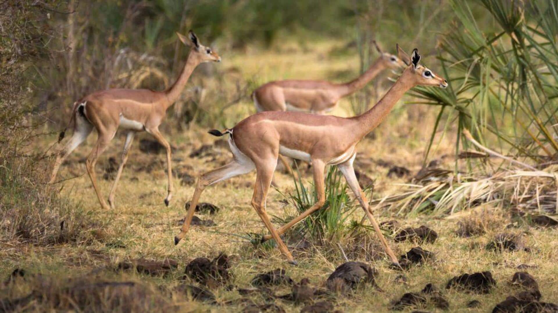 Mengungkap Metode Komunikasi yang Unik dari Rusa Berleher Panjang