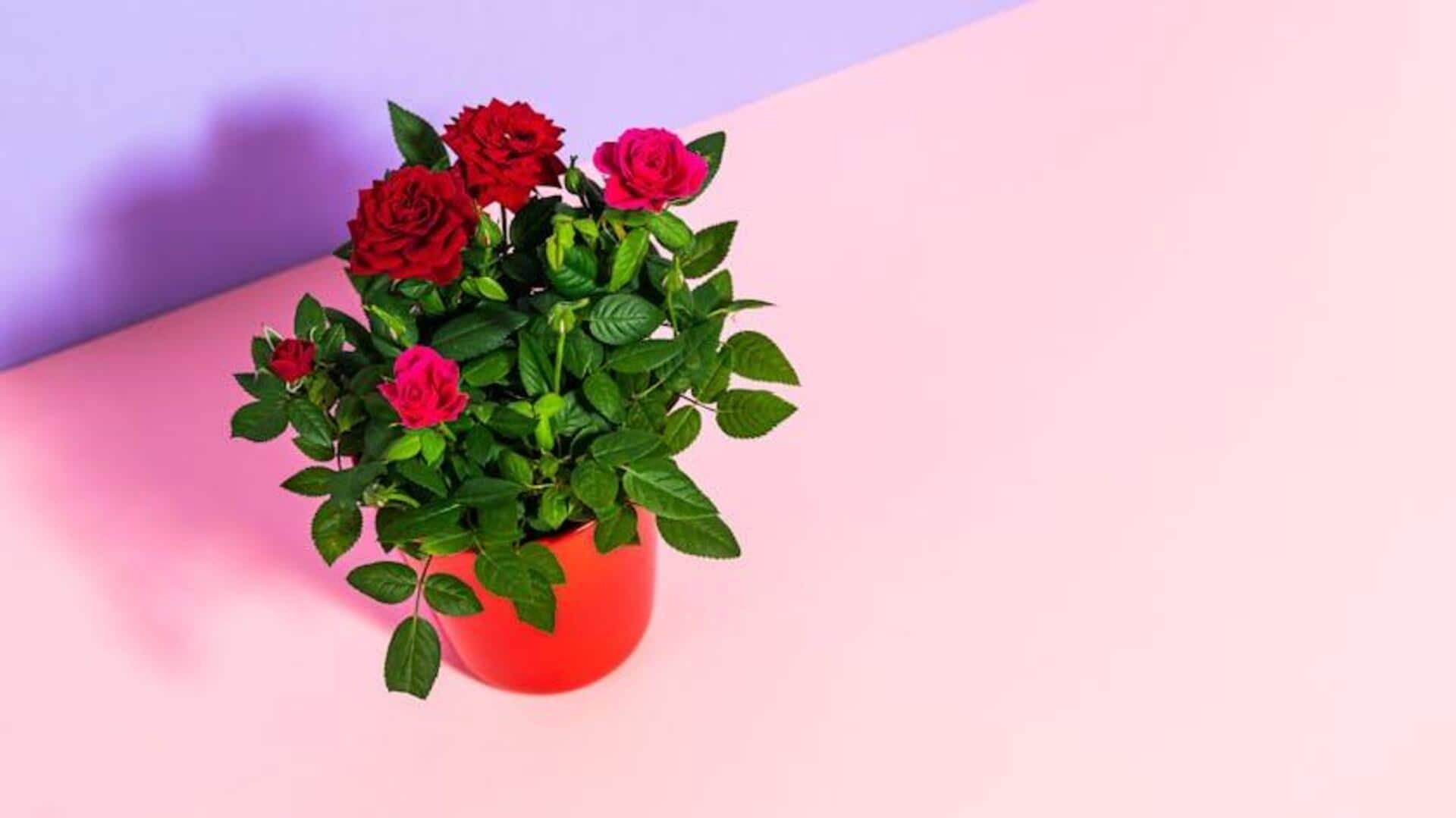 Menumbuhkan Mawar yang Indah di Dalam Ruangan