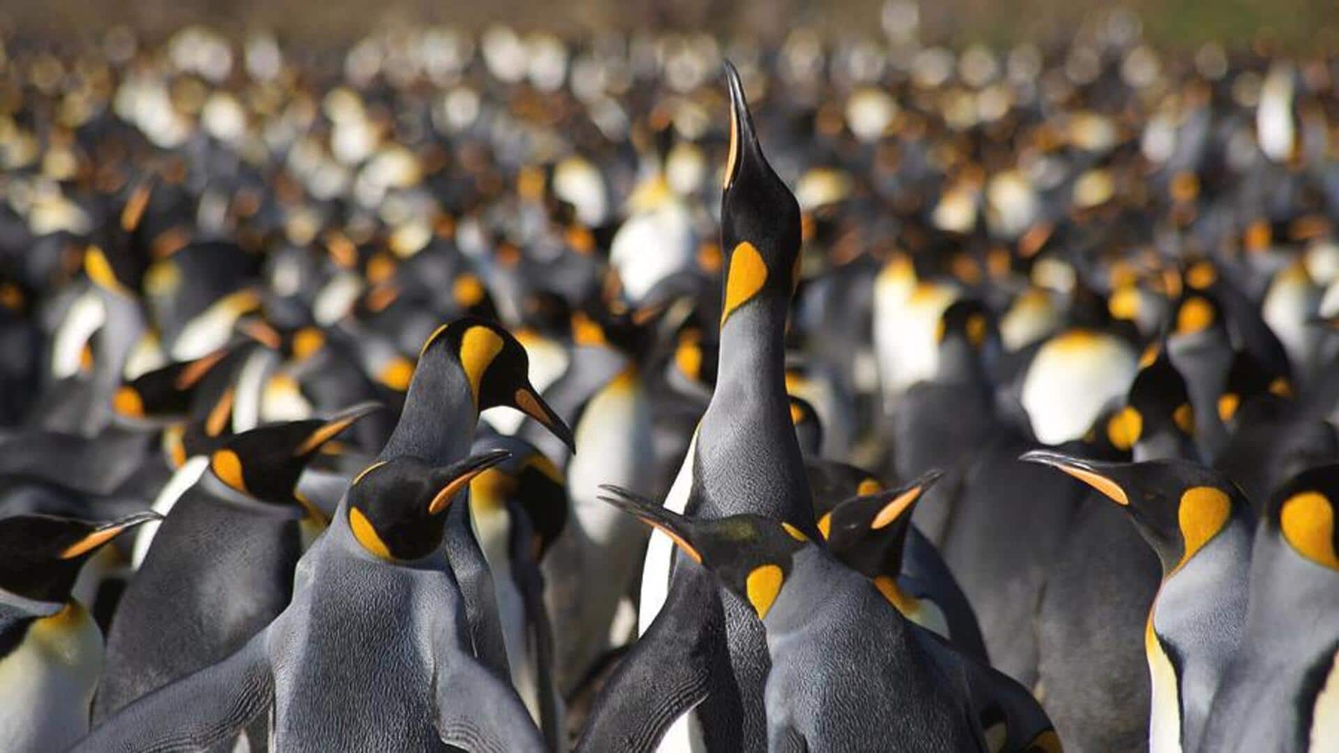 Mengungkap Rahasia Komunikasi Penguin yang Unik