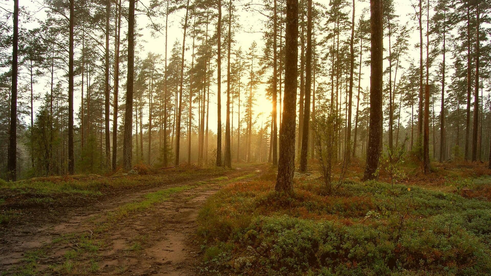 Menjelajahi Keindahan Hutan Swedia yang Tenang