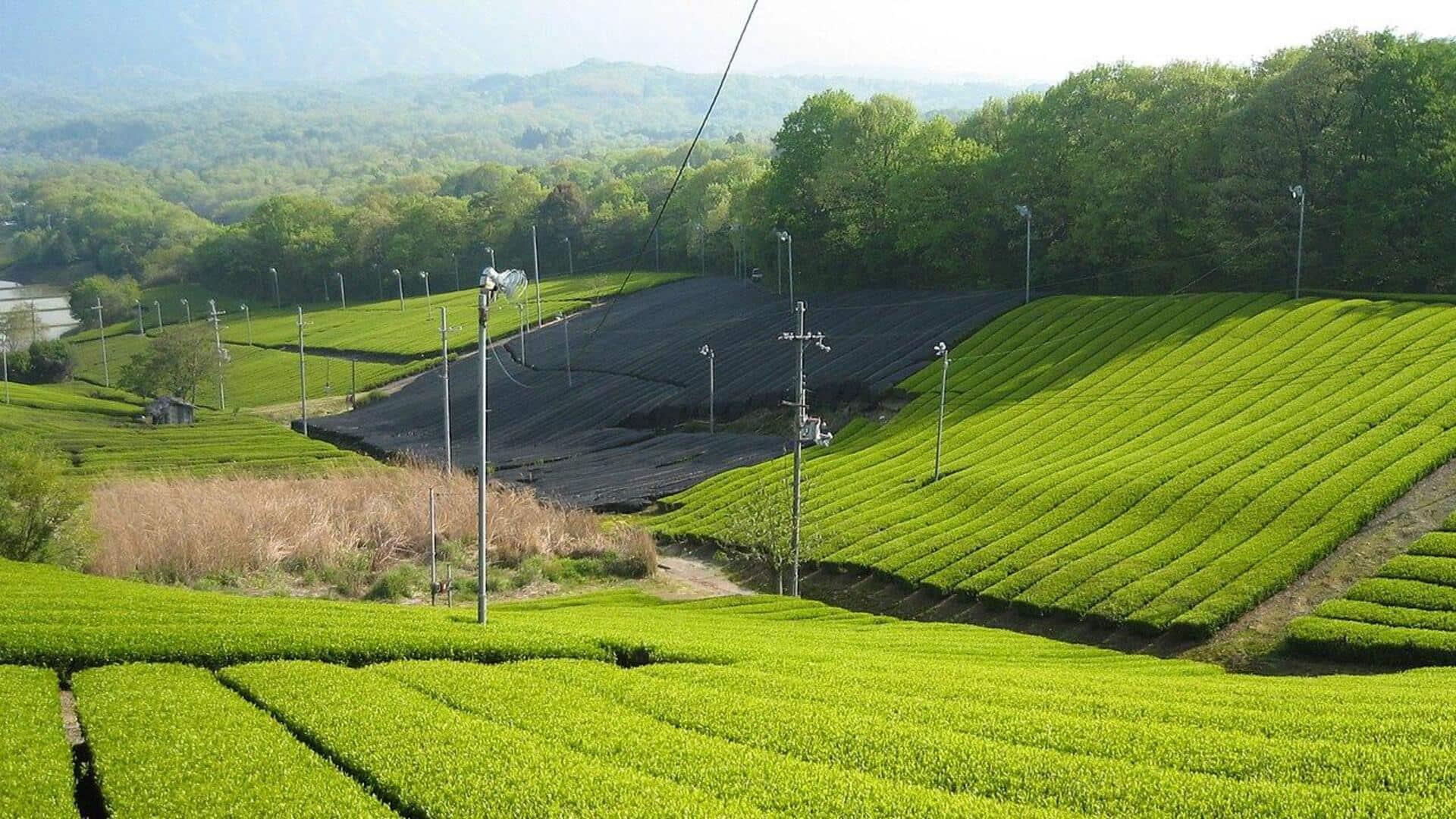 Kebun Teh Abadi Di Kyoto: 5 Lokasi Tenang yang Harus Dikunjungi