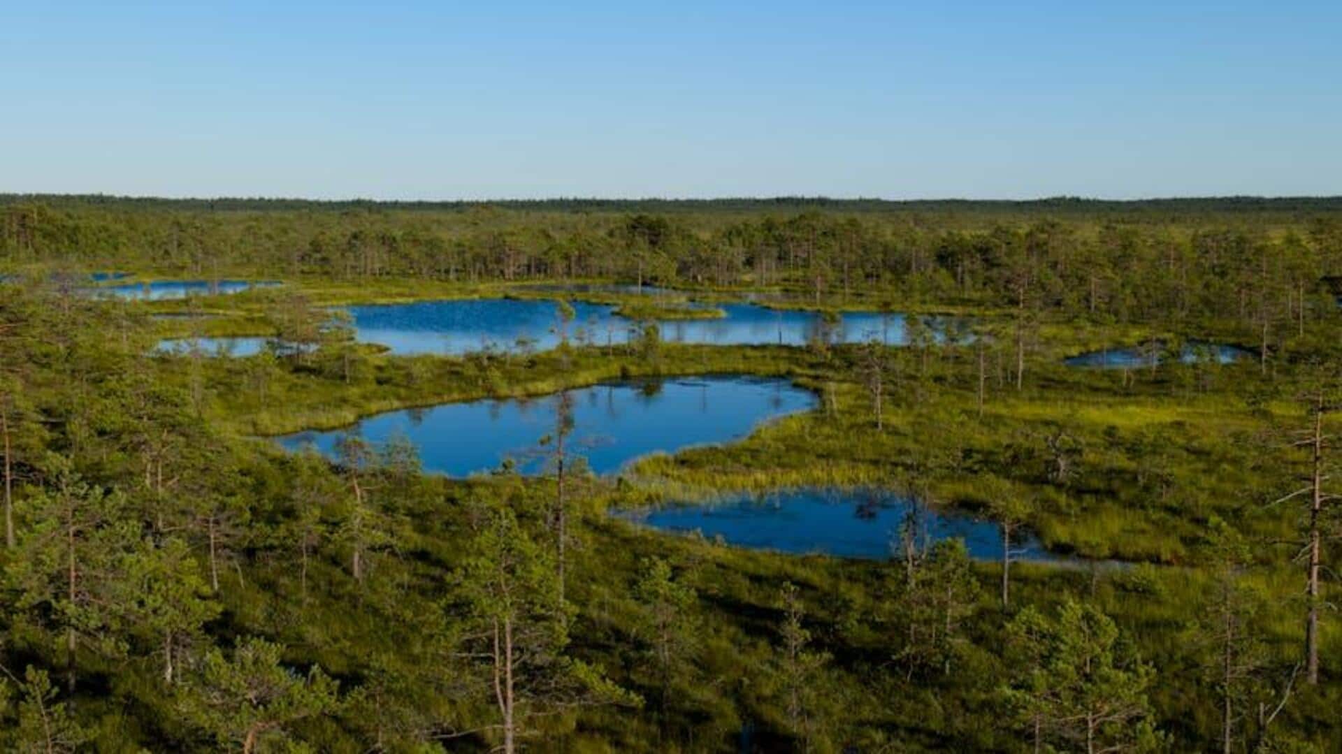 Menjelajahi Jembatan Rawa Estonia untuk Pelarian Alam yang Tenang